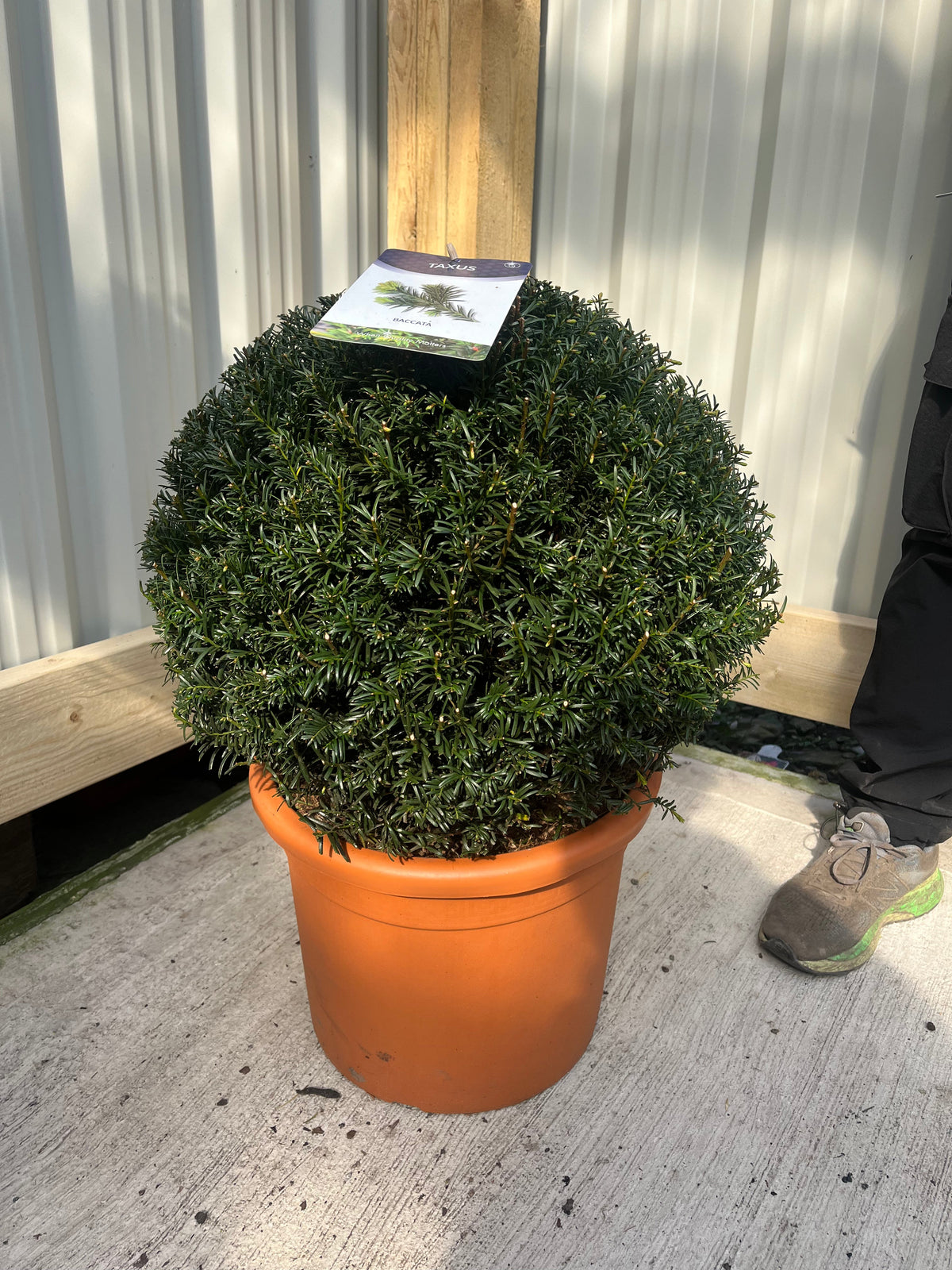 Yew Ball - Taxus Baccata Ball 2L / 6L / 7L / 10L / 22L