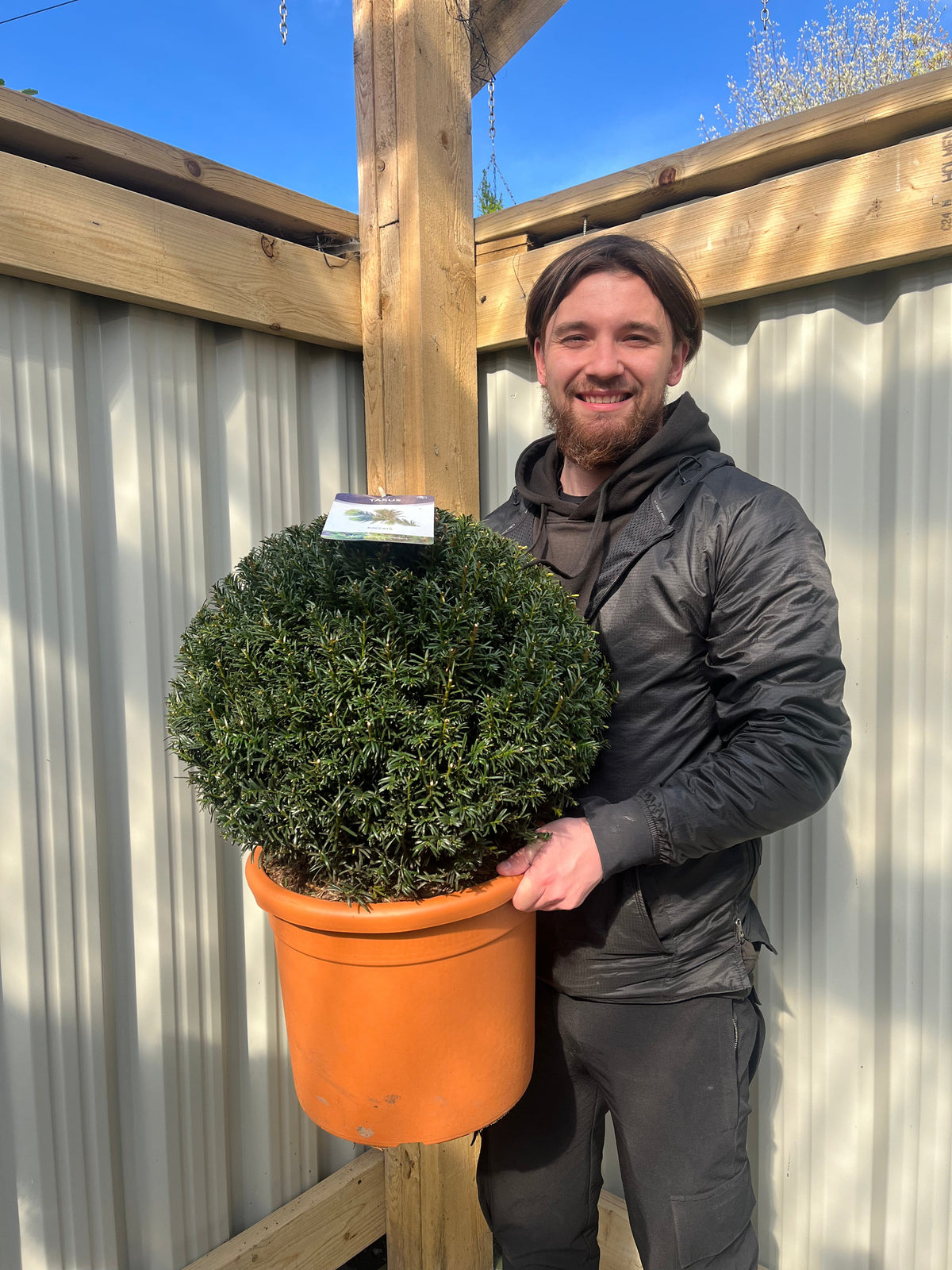 Yew Ball - Taxus Baccata Ball 2L / 6L / 7L / 10L / 22L