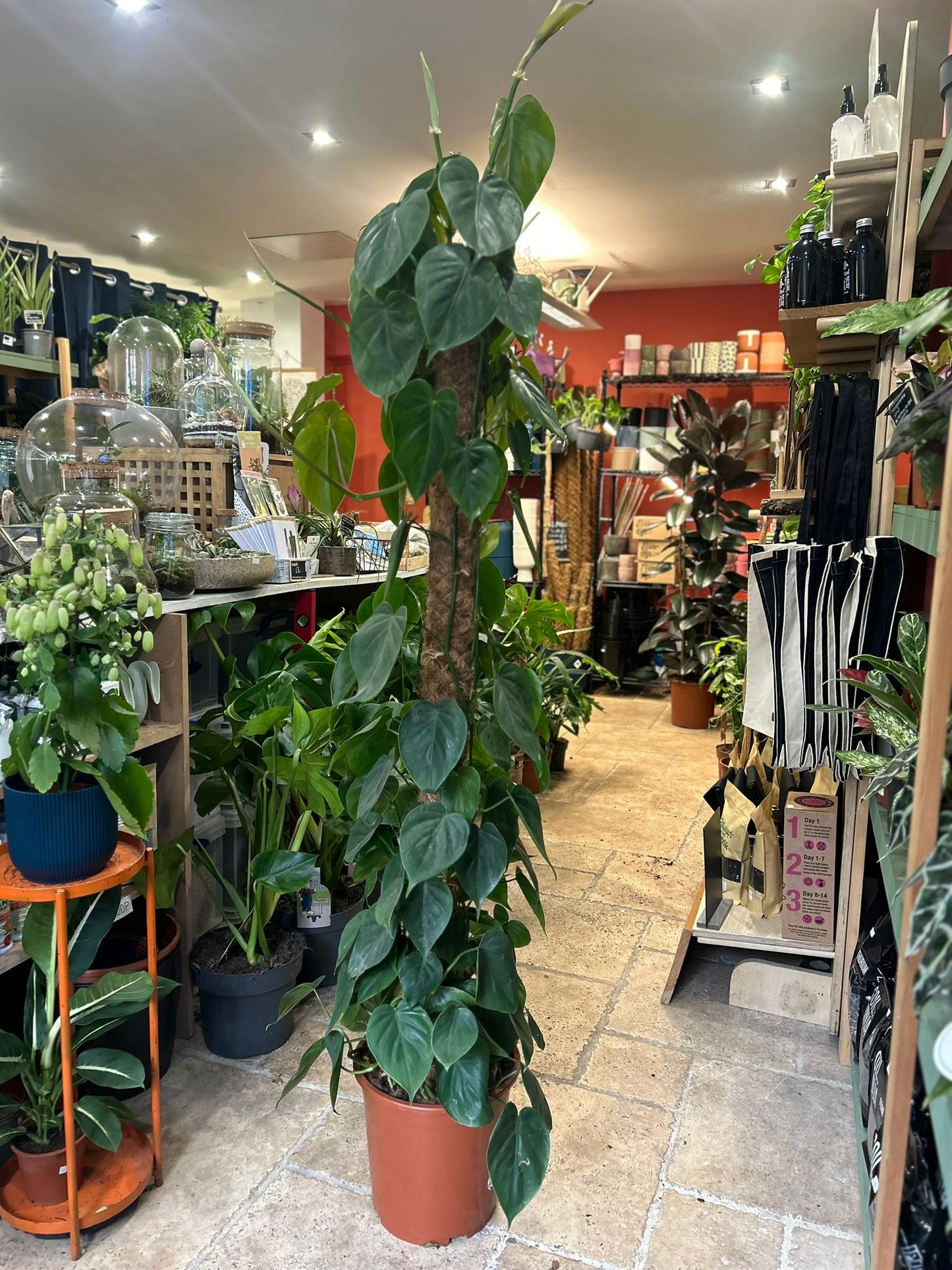 Philodendron hederaceum syn. Philodendron scandens (Heartleaf or Sweetheart Plant)