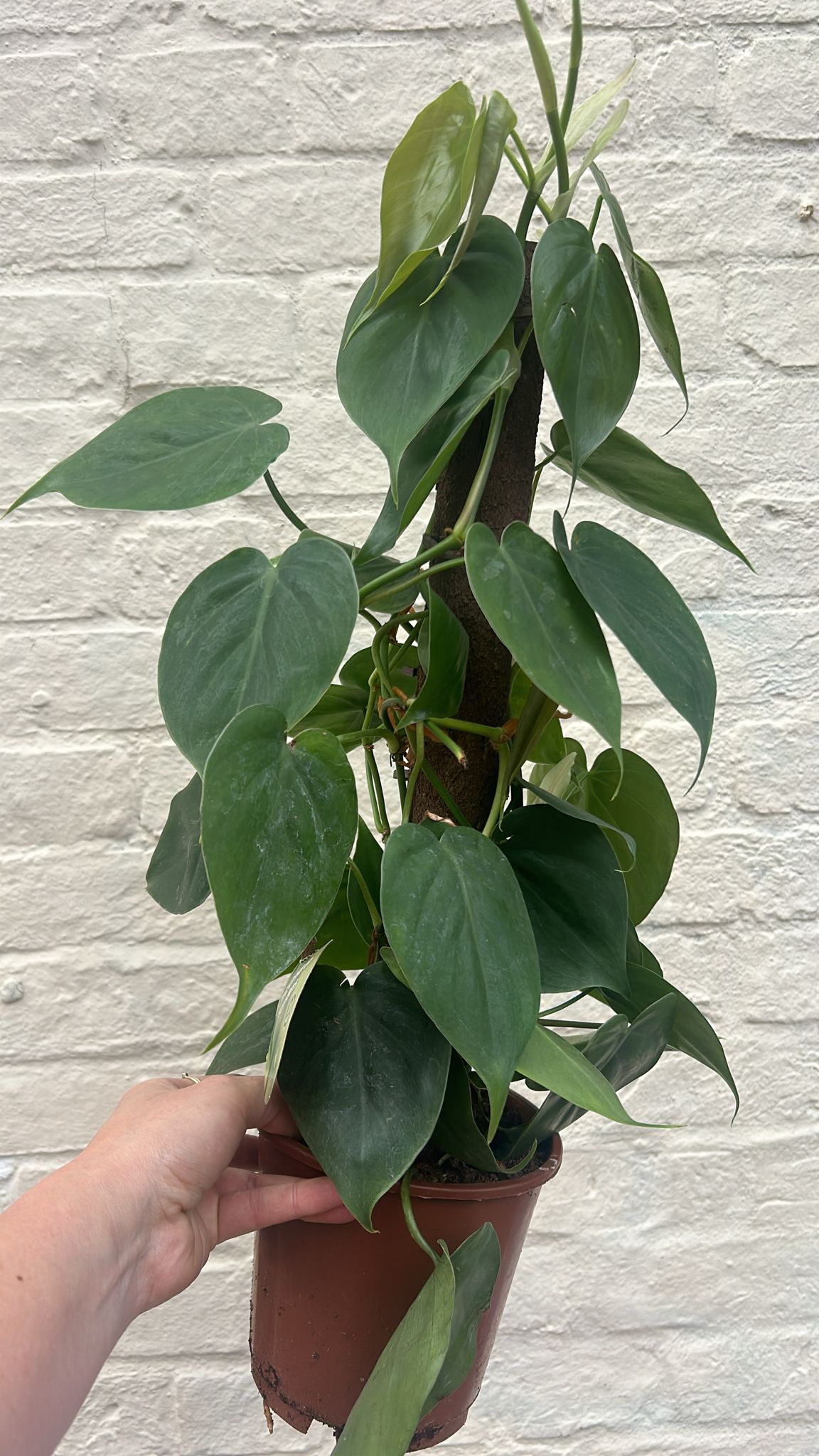 Philodendron hederaceum syn. Philodendron scandens (Heartleaf or Sweetheart Plant)