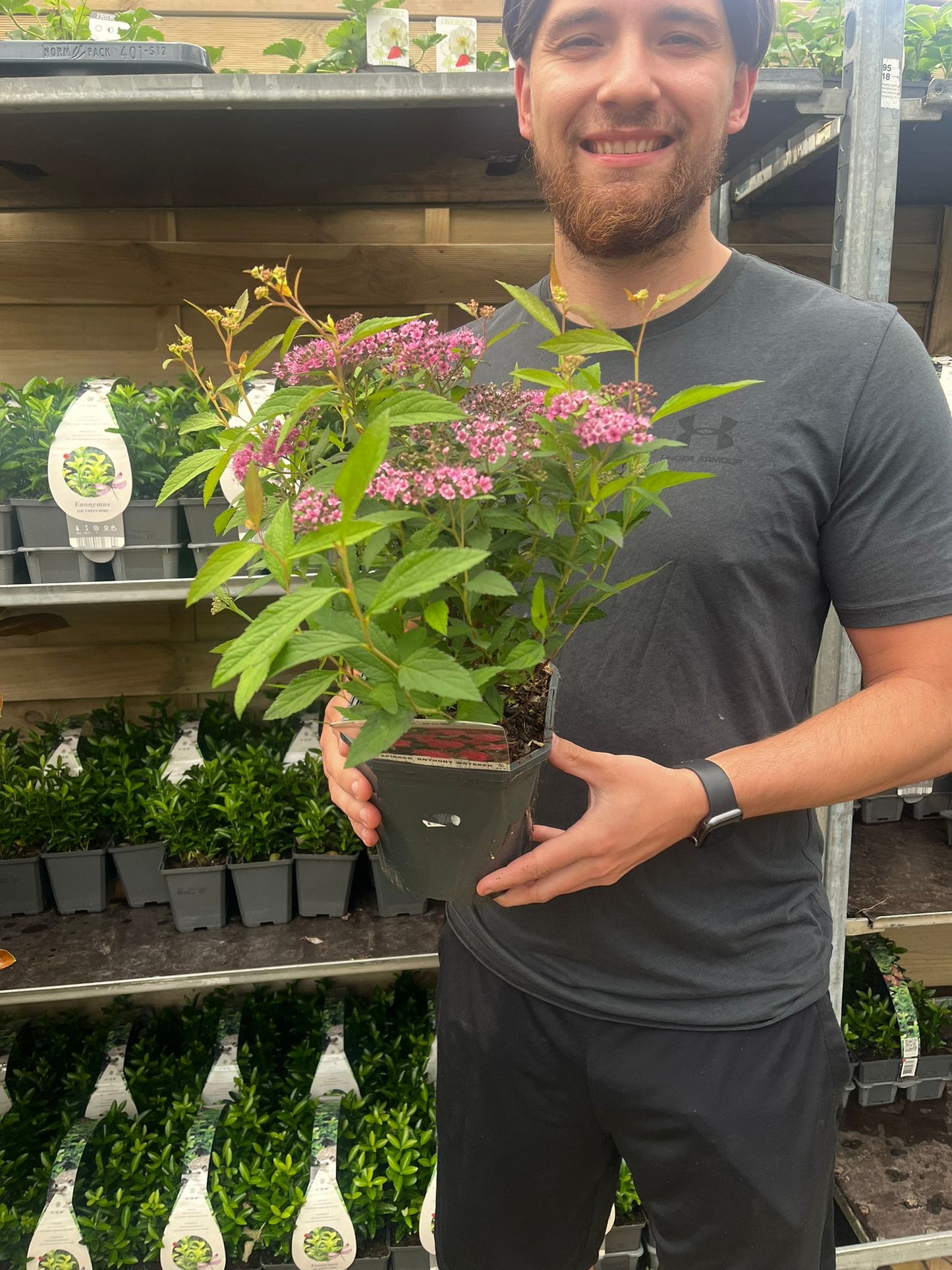 Spiraea japonica 'Anthony Waterer' 2L