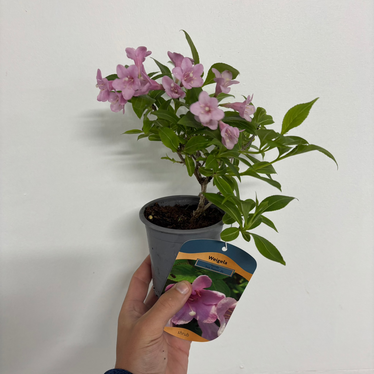 Weigela 9cm 3 x Mixed