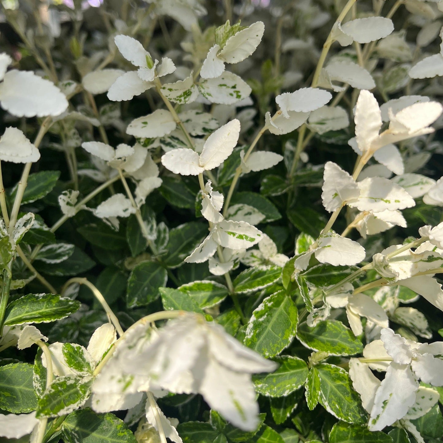 Euonymus fortunei 'Harlequin' 9cm / 1.5L / 2L