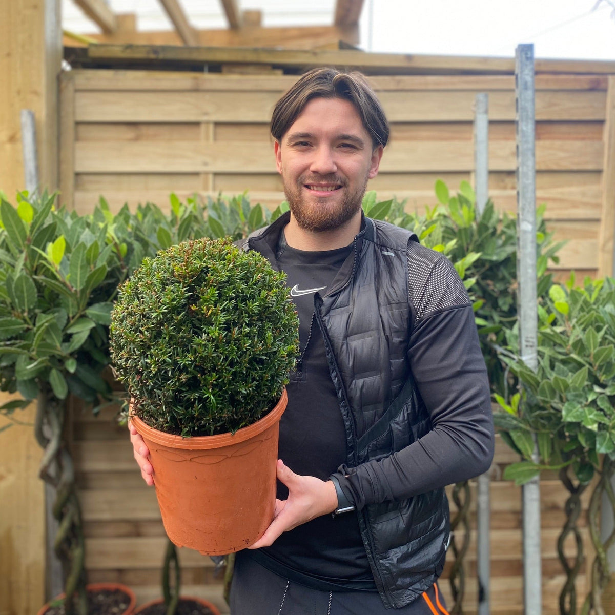 Yew Ball - Taxus Baccata Ball 2L / 6L / 7L / 10L / 22L