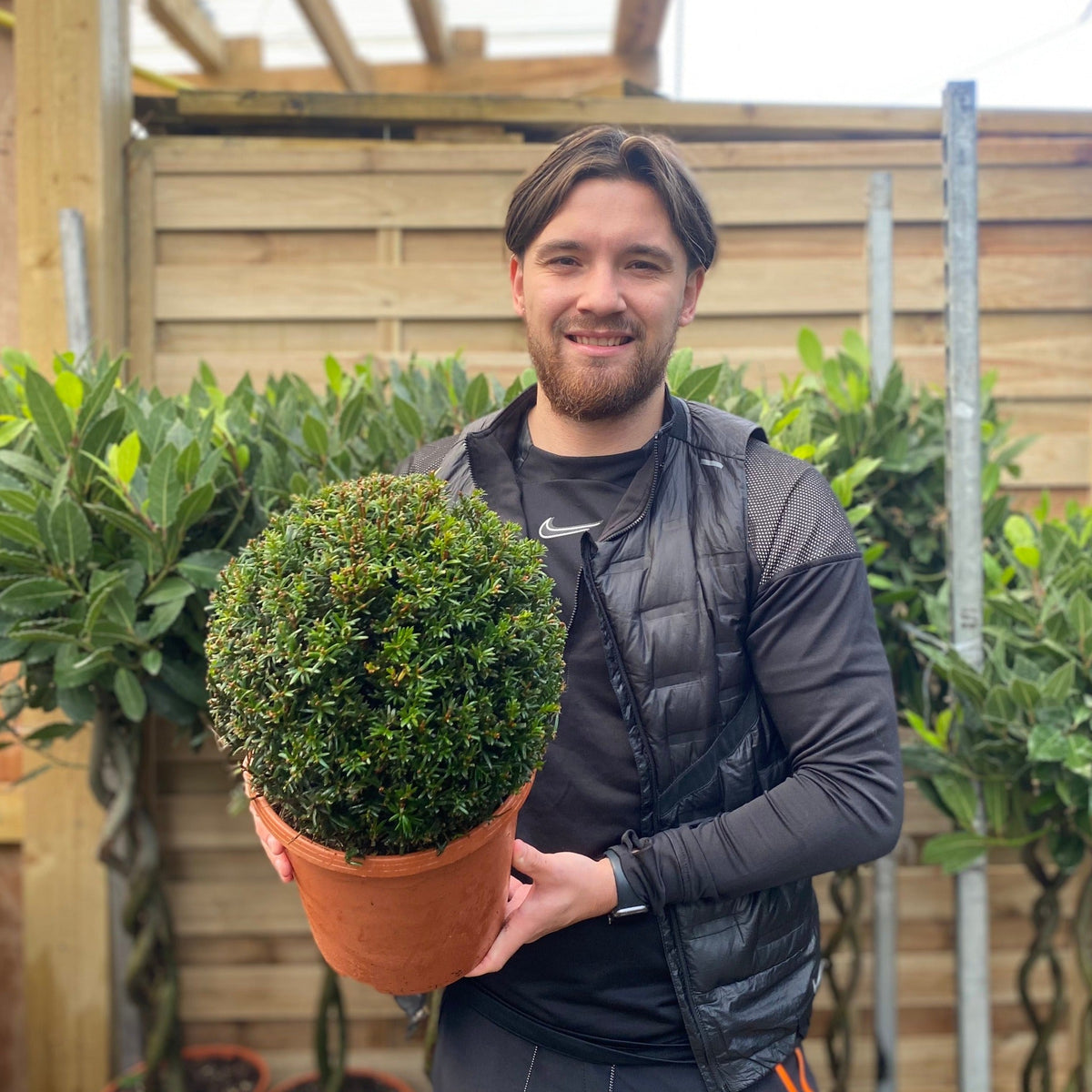 Yew Ball - Taxus Baccata Ball 2L / 6L / 7L / 10L / 22L