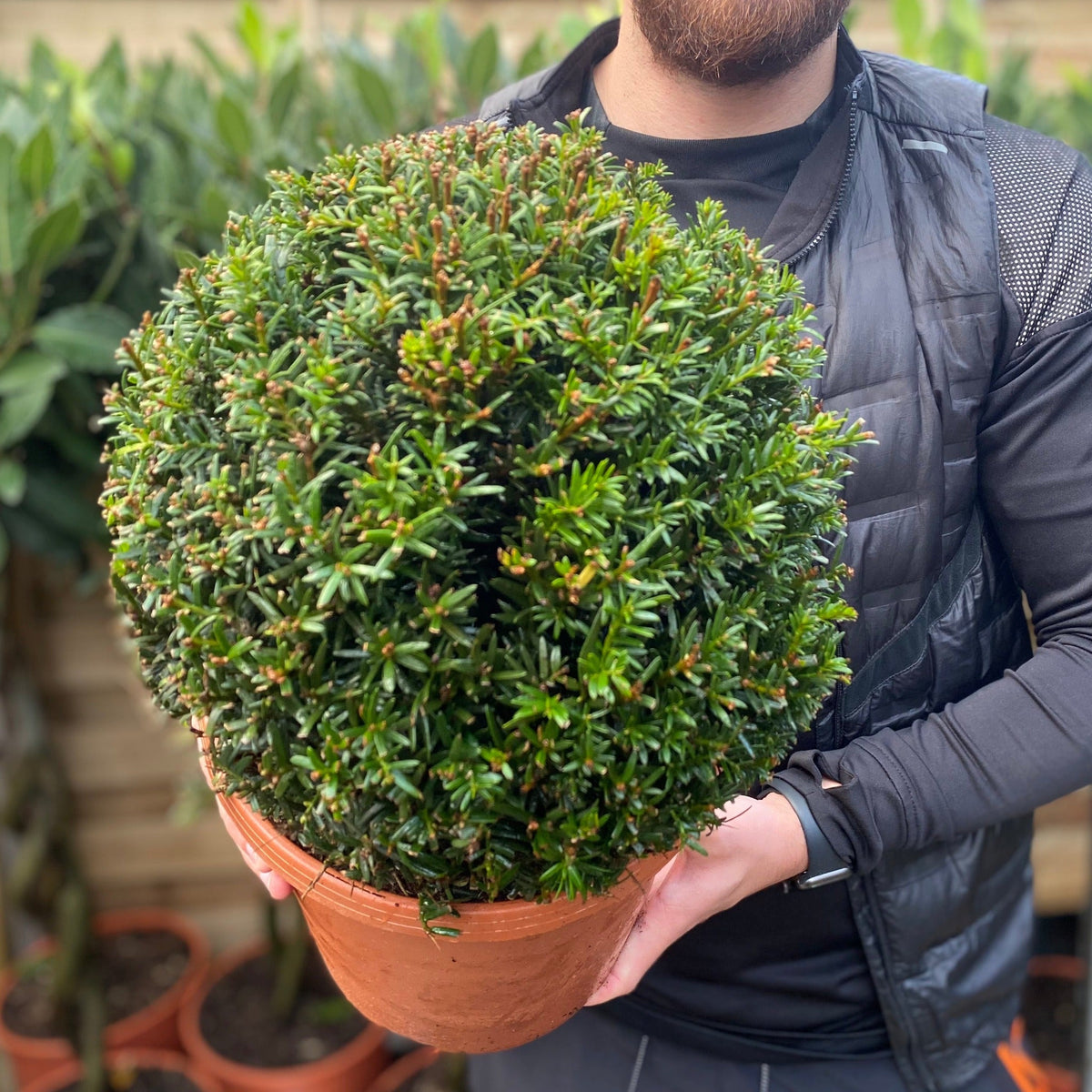 Yew Ball - Taxus Baccata Ball 2L / 6L / 7L / 10L / 22L