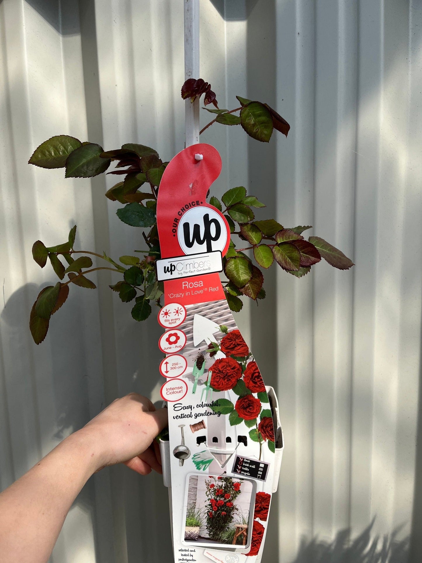 Climbing Rose 'Crazy in Love' - Red 2L