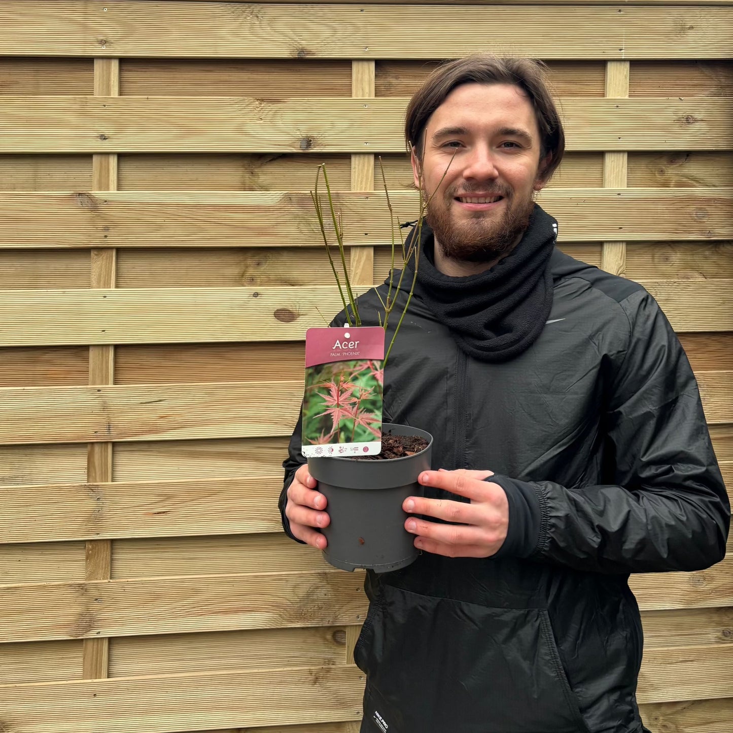 Acer palmatum 'Atropurpureum' 10.5cm-130L