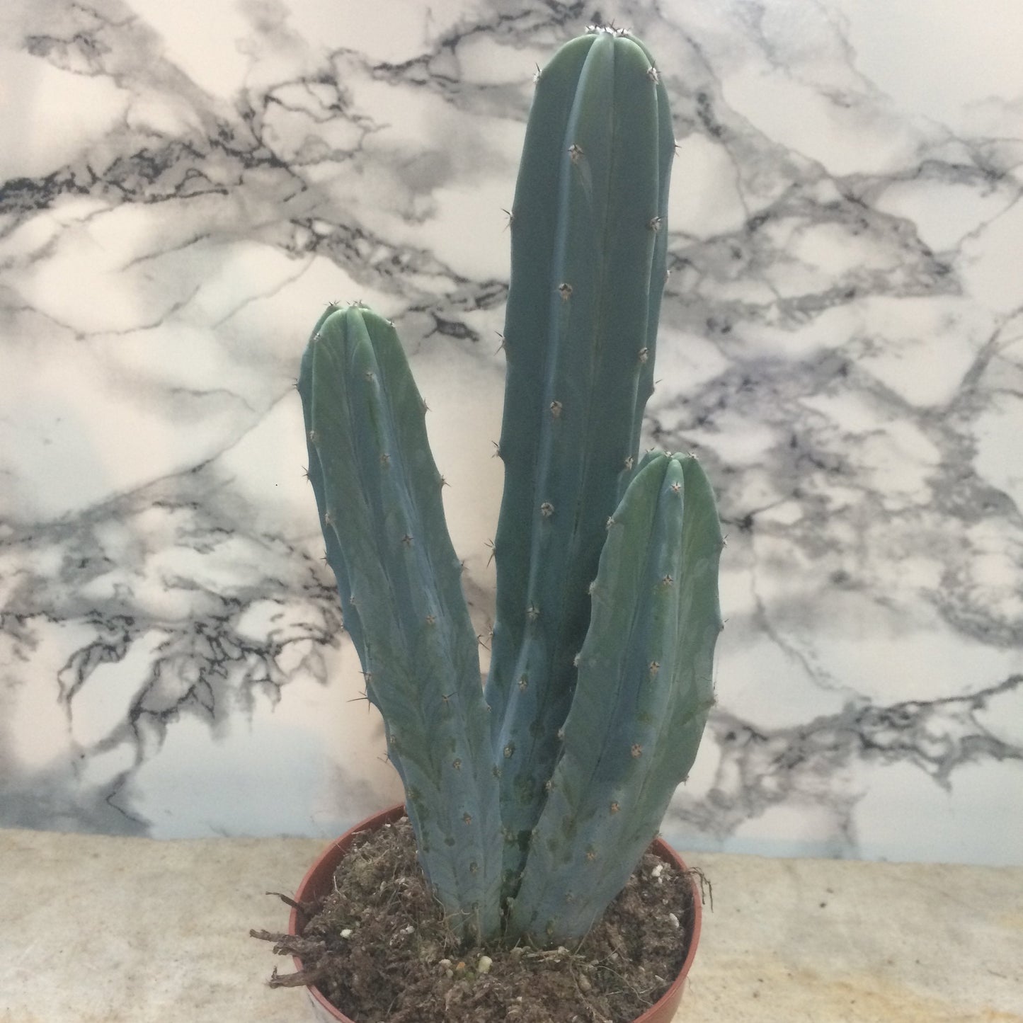 Myrtillocactus geometrizans (Blue Myrtle)