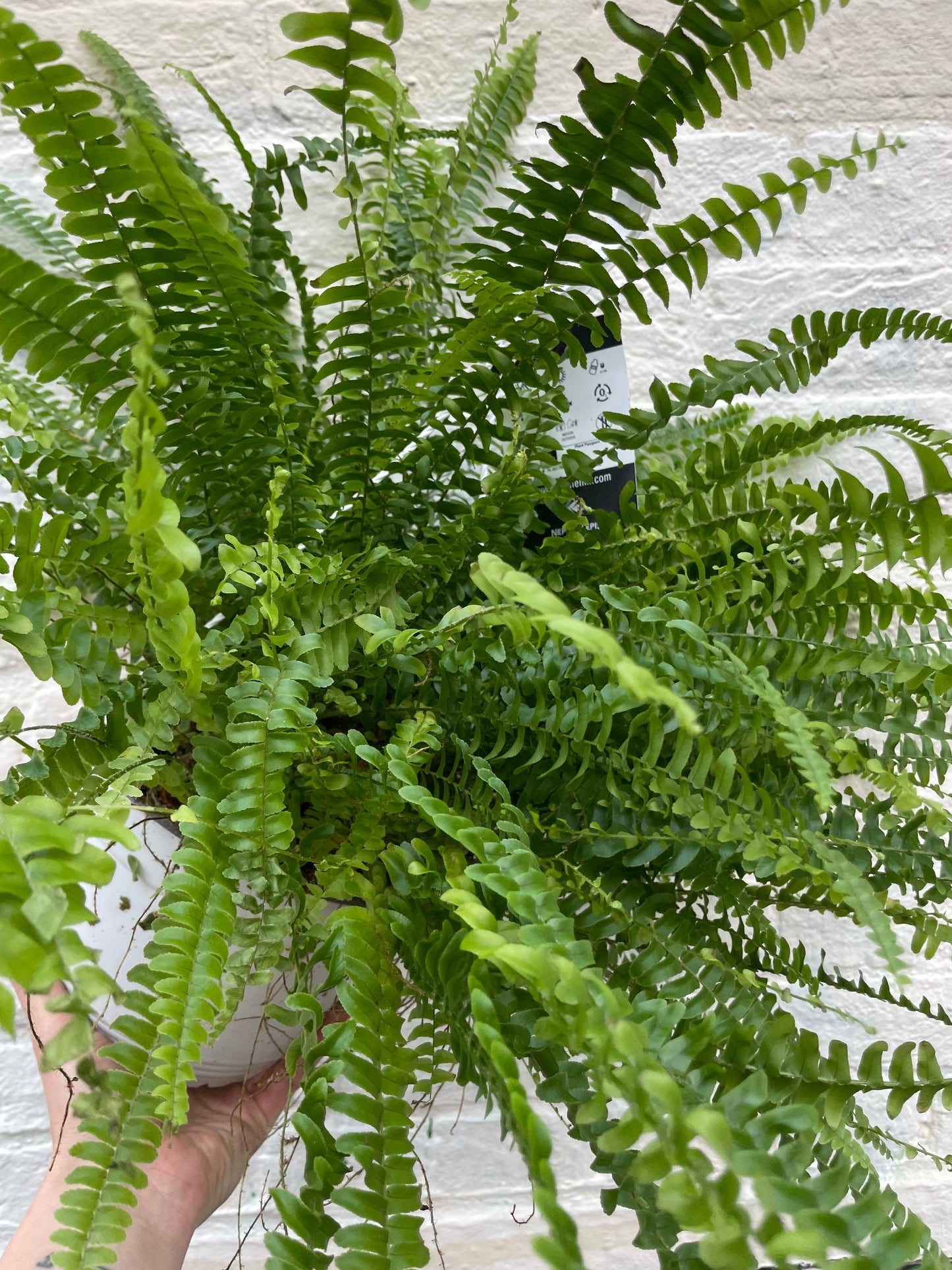 Nephrolepis Exaltata 'Green Lady Fern' (Boston Fern)