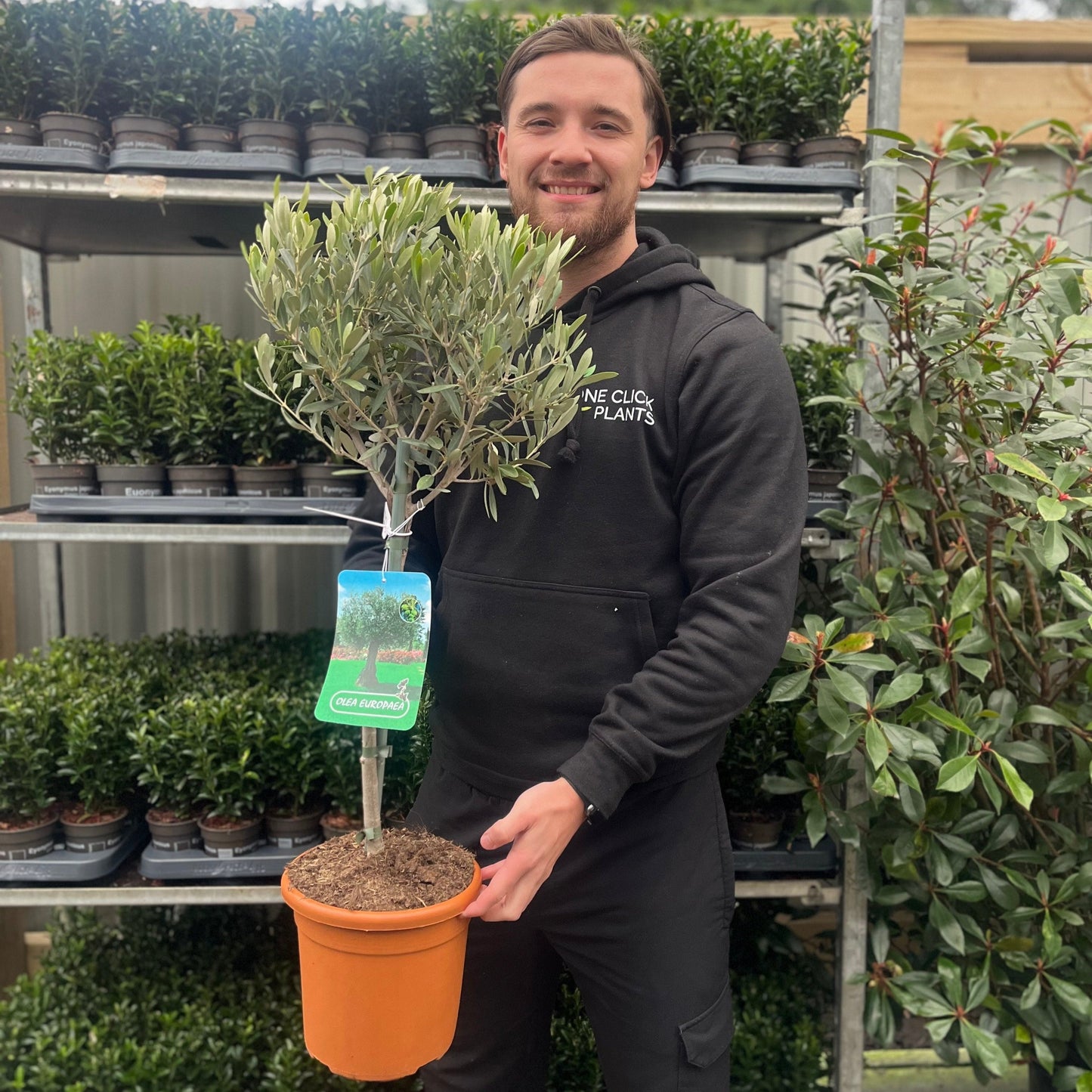 Olive Tree | Olea europea
