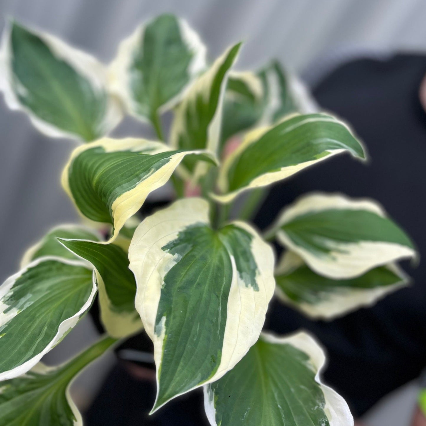 Hosta 'Patriot' 2L