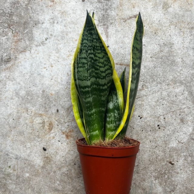 Sansevieria 'Futura Superba' (Snake-plant/Mother in Laws Tongue)