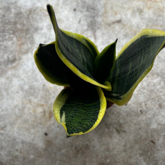 Sansevieria 'Futura Superba' (Snake-plant/Mother in Laws Tongue)