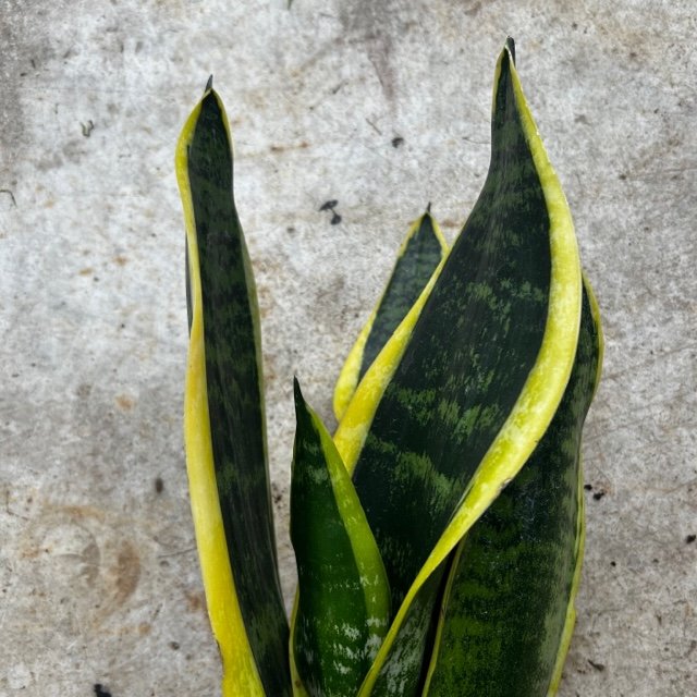 Sansevieria 'Futura Superba' (Snake-plant/Mother in Laws Tongue)