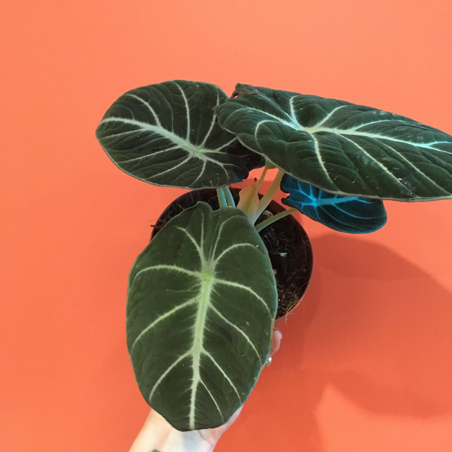 Alocasia reginula 'Black Velvet'