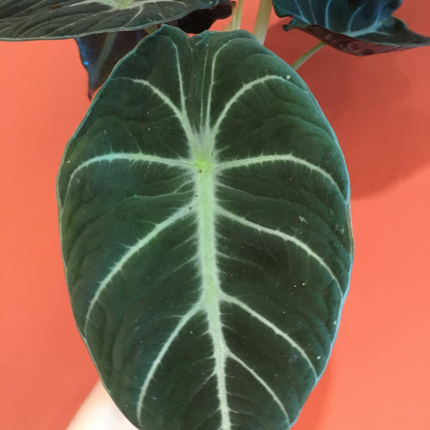 Alocasia reginula 'Black Velvet'
