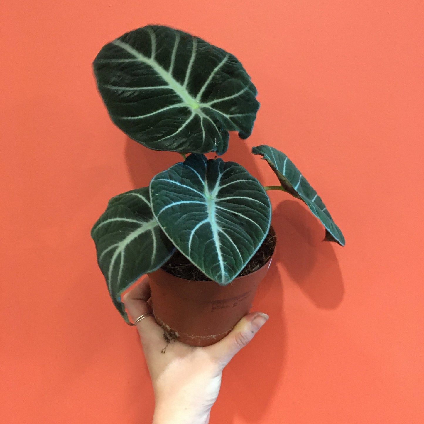 Alocasia reginula 'Black Velvet'