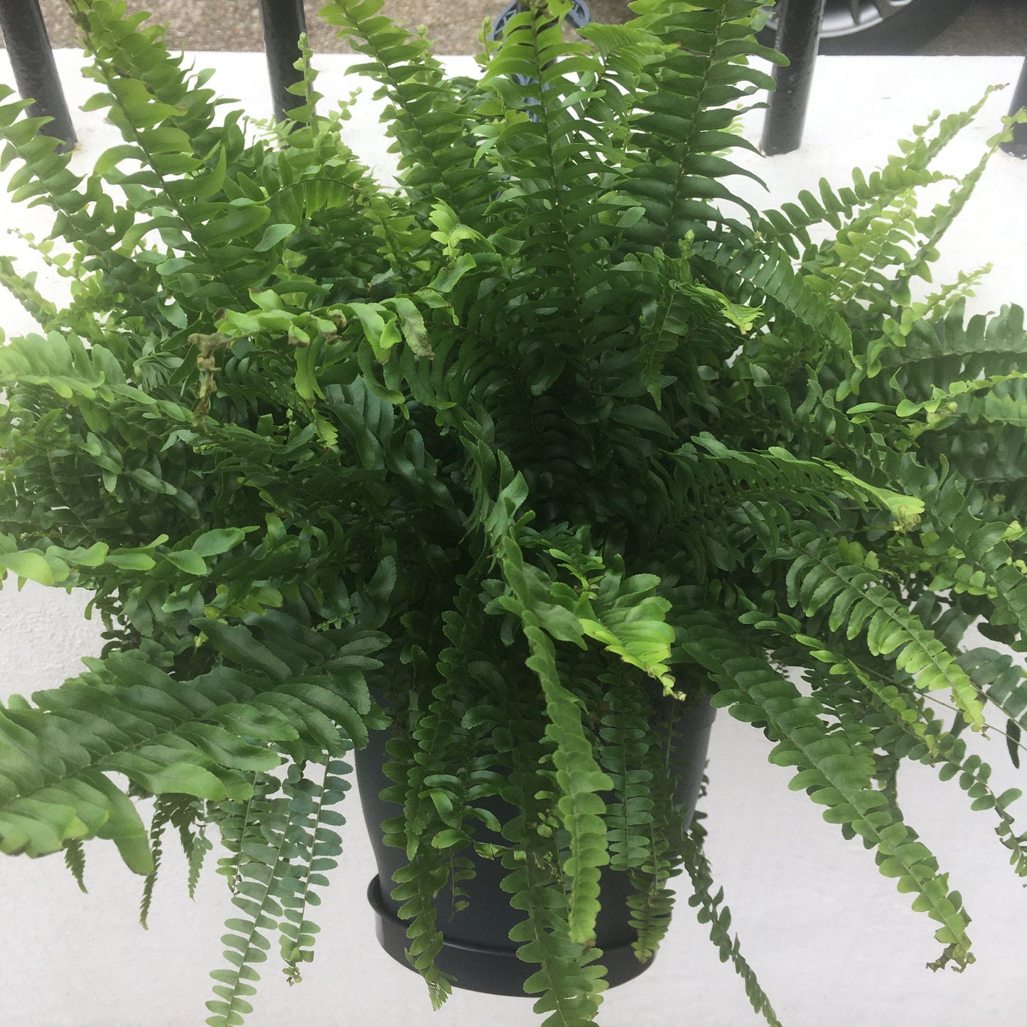 Nephrolepis Exaltata 'Green Lady Fern' (Boston Fern)