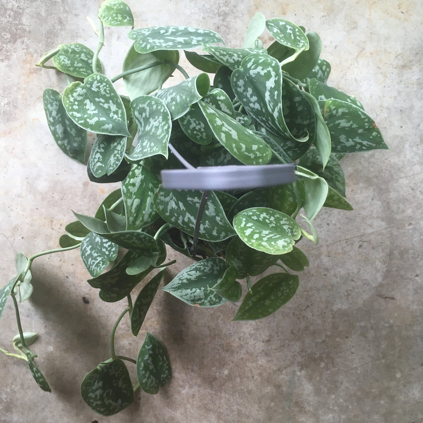 Scindapsus pictus 'Argyraeus' (Satin Pothos) Various sizes