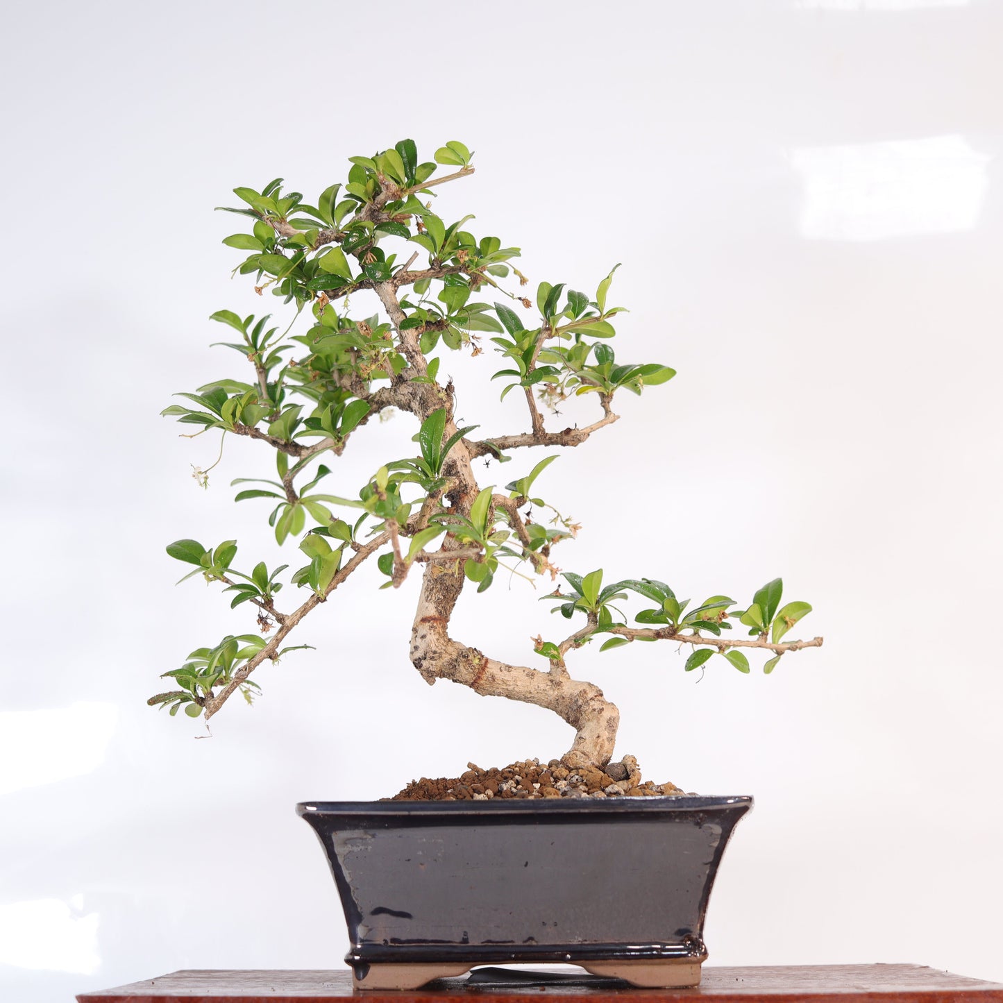 Fukien Tea Tree (Carmona Retusa) Bonsai Tree | Shaped | In 18cm Pot |