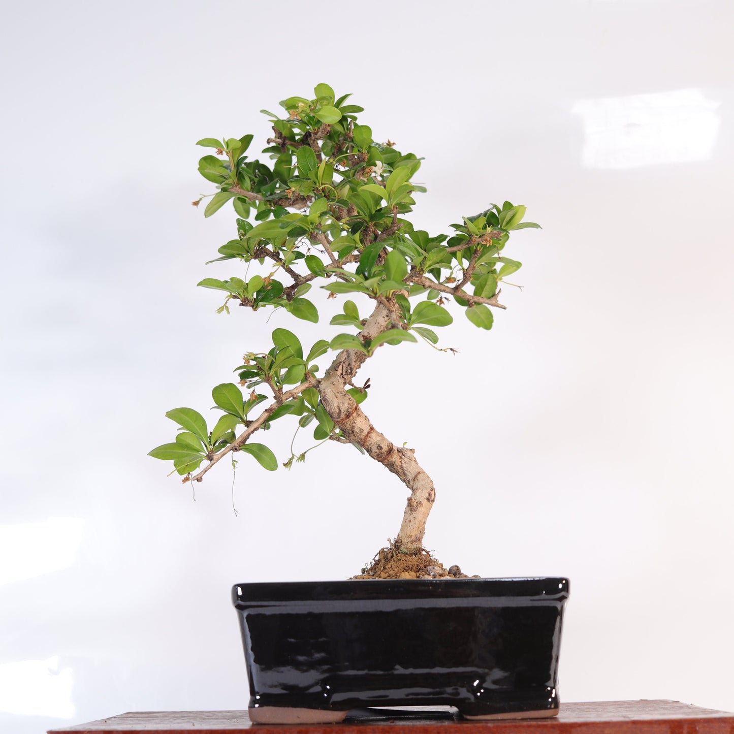 Fukien Tea Tree (Carmona Retusa) Bonsai Tree | Shaped | In 18cm Pot |