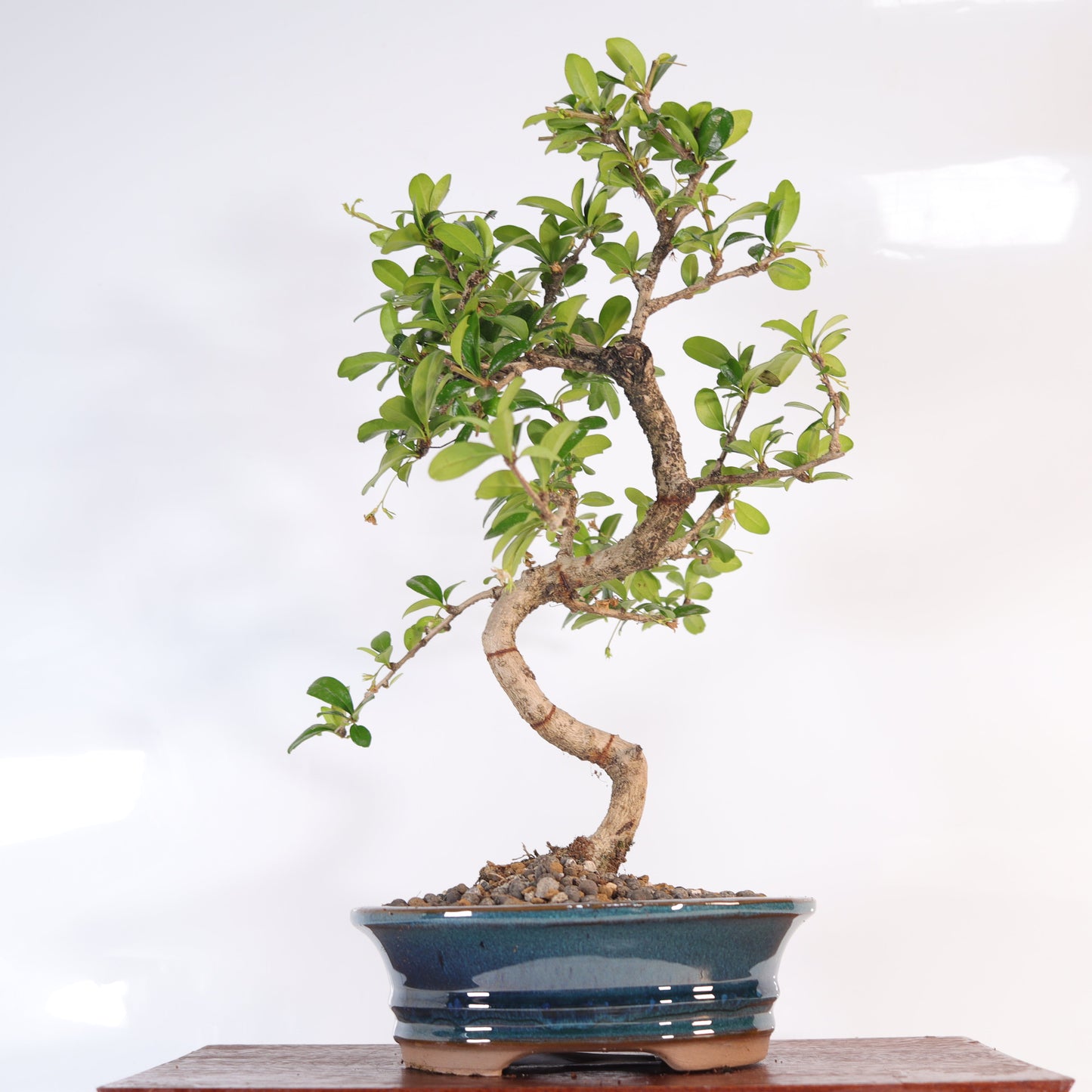 Fukien Tea Tree (Carmona Retusa) Bonsai Tree | Shaped | In 18cm Pot |