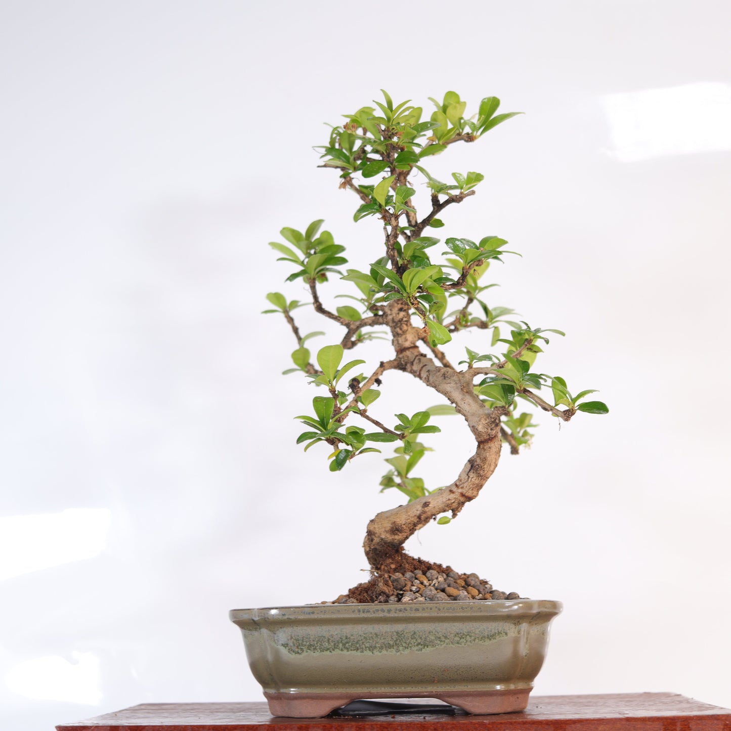 Fukien Tea Tree (Carmona Retusa) Bonsai Tree | Shaped | In 18cm Pot |