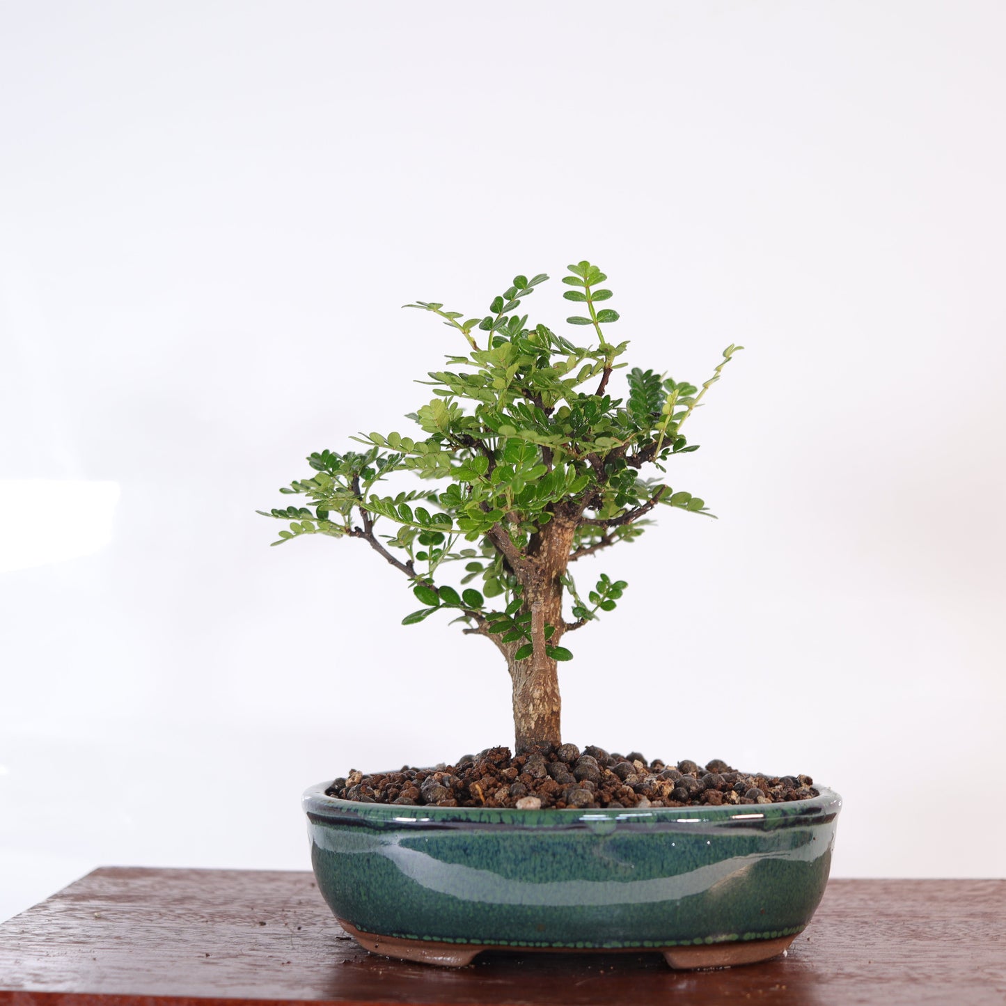 Chinese Pepper (Zanthoxylum Pipertum) Bonsai Tree | Broom | In 16cm Pot |
