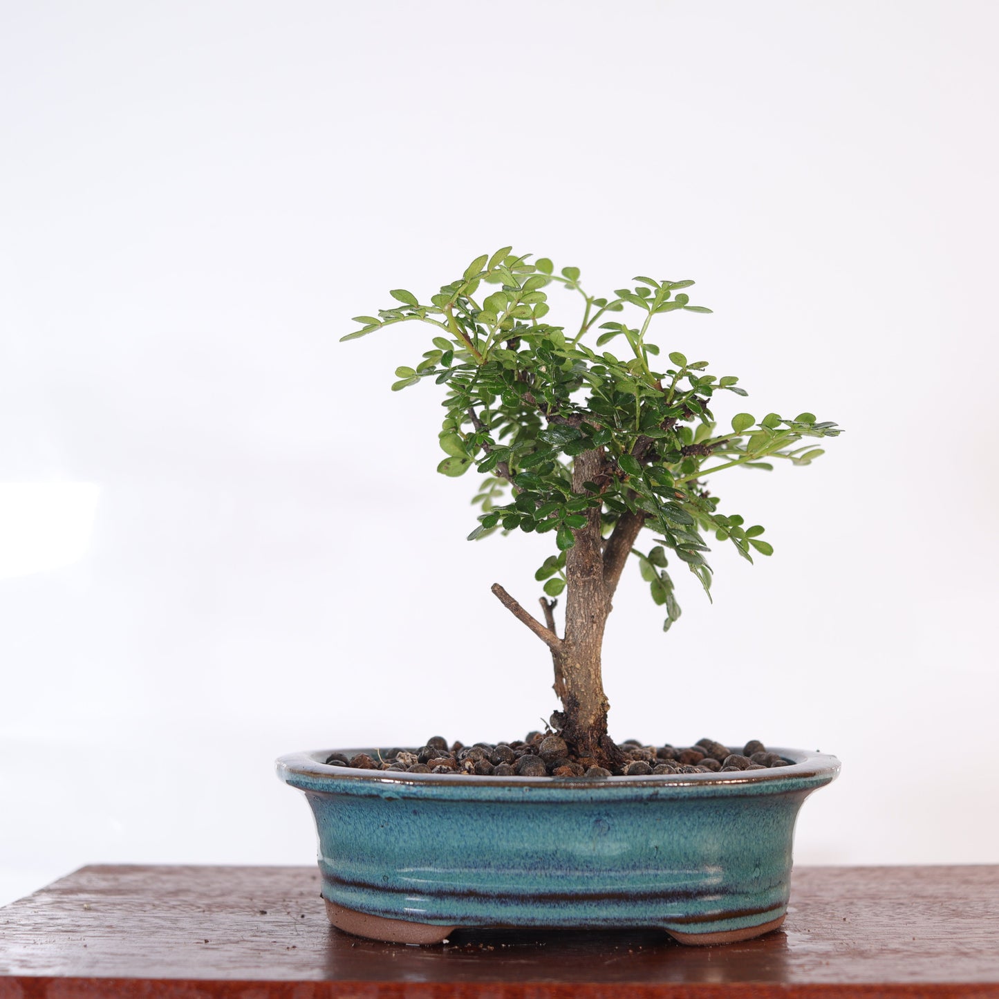 Chinese Pepper (Zanthoxylum Pipertum) Bonsai Tree | Broom | In 16cm Pot |