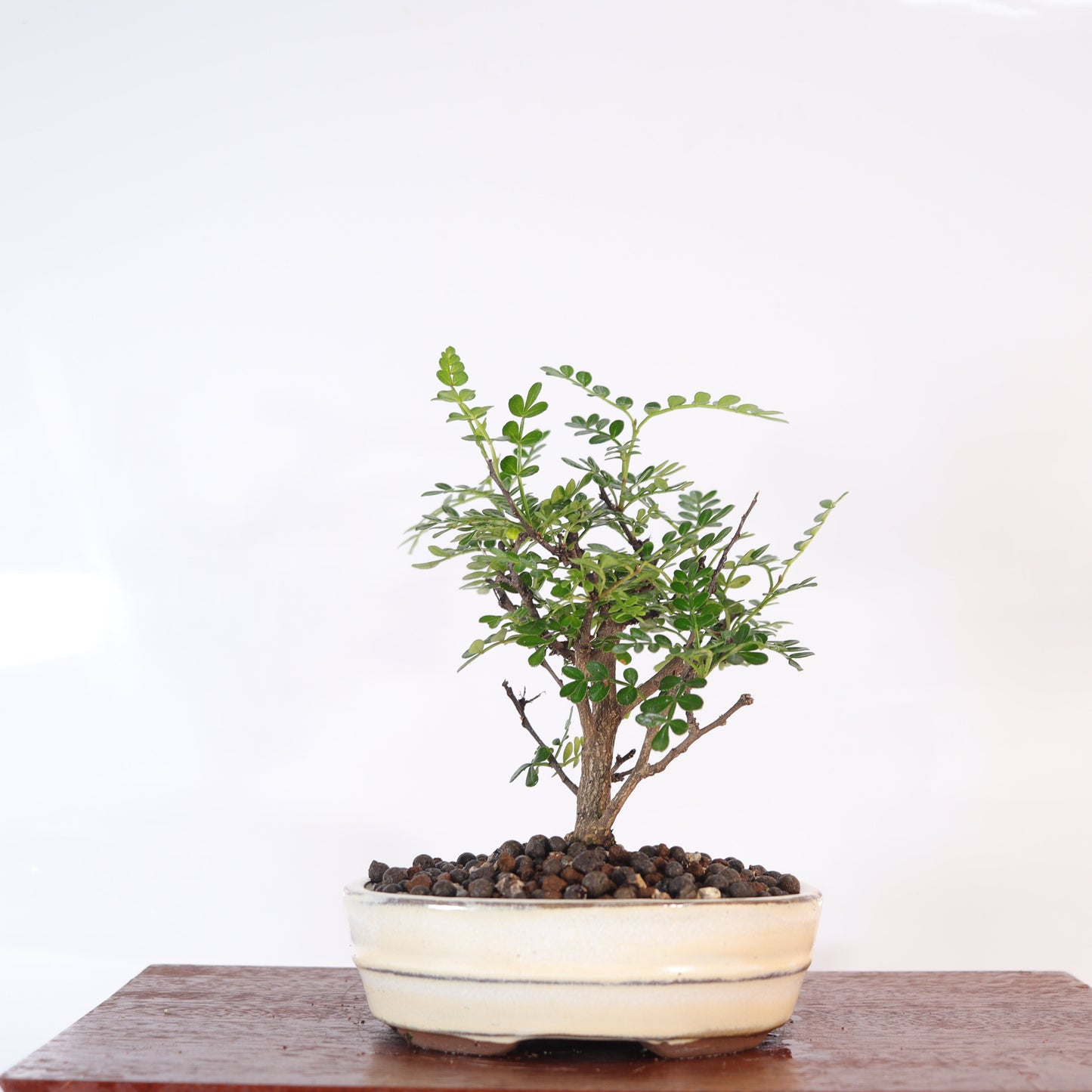 Chinese Pepper (Zanthoxylum Pipertum) Bonsai Tree | Broom | In 16cm Pot |