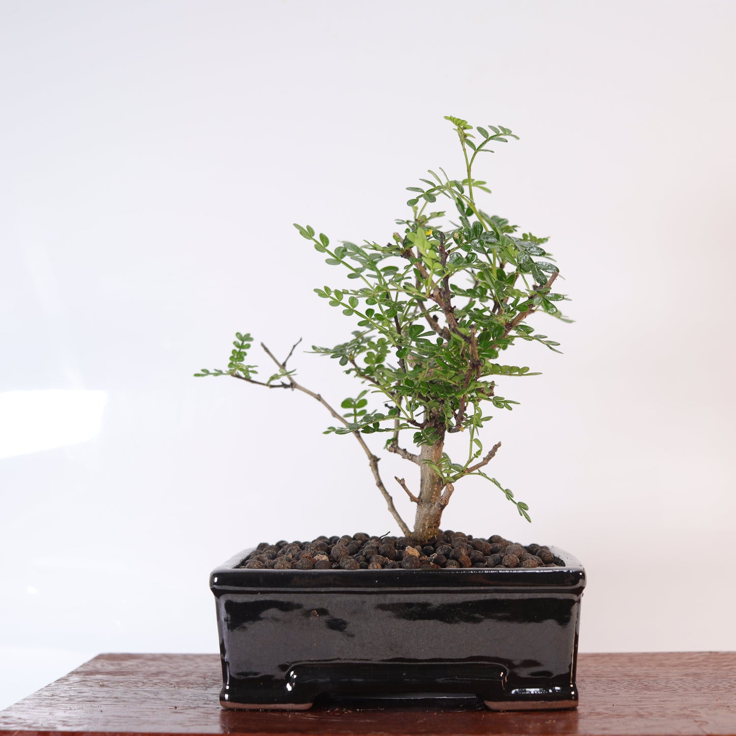 Chinese Pepper (Zanthoxylum Pipertum) Bonsai Tree | Broom | In 16cm Pot |