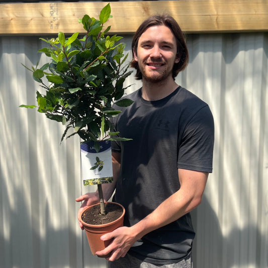 Standard Bay Tree | Laurus nobilis (70-80cm)