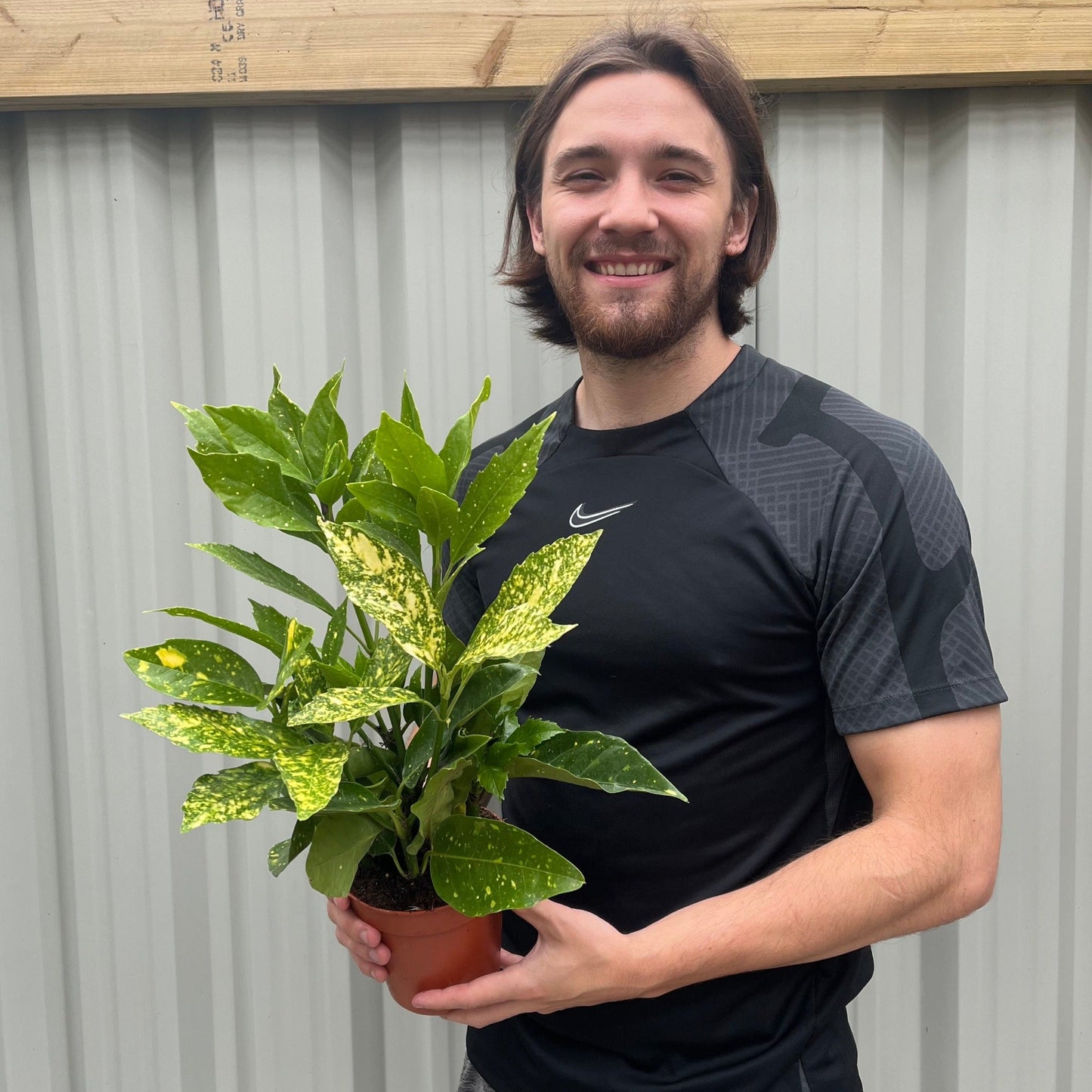 Aucuba japonica (Spotted Laurel) 1.5L