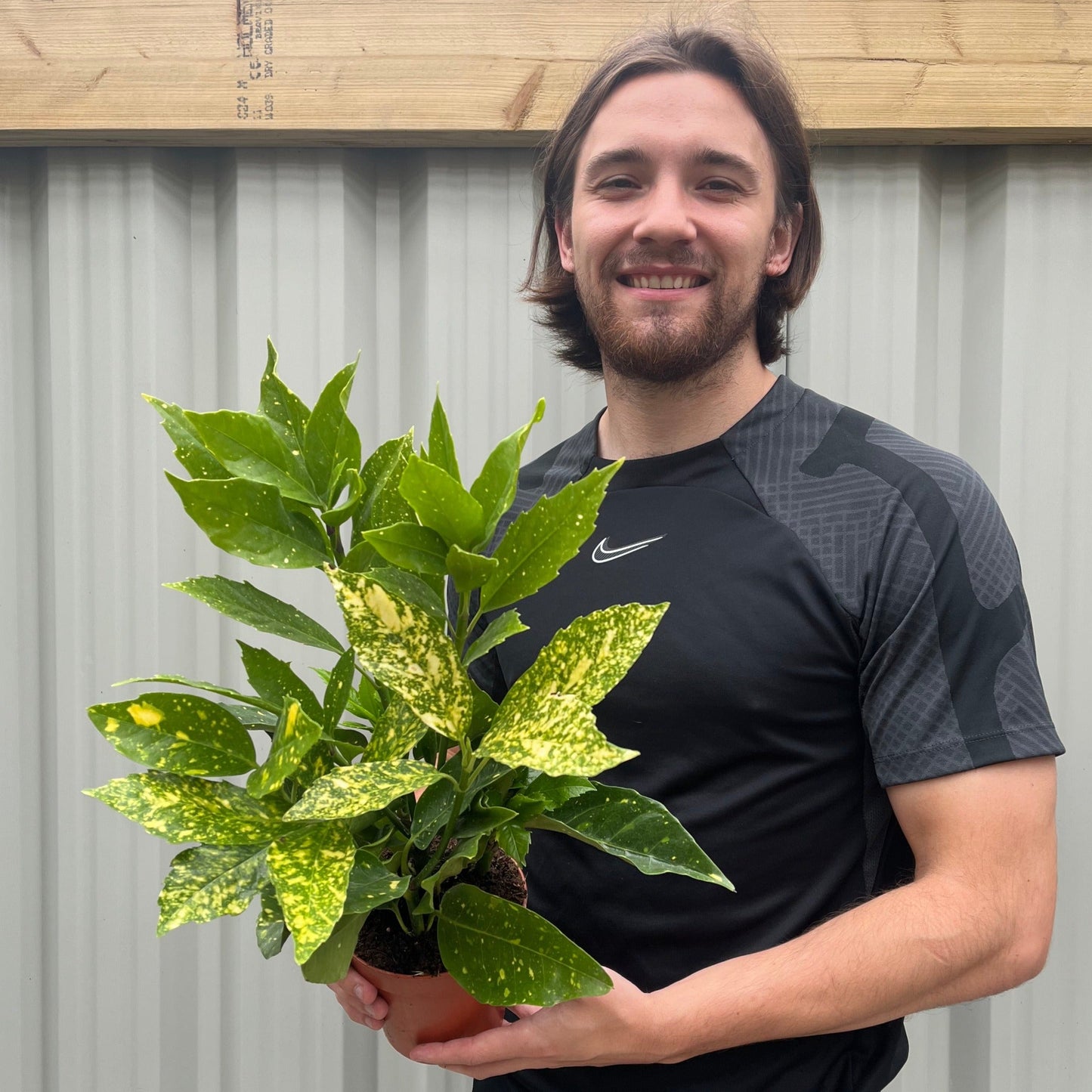 Aucuba japonica (Spotted Laurel) 1.5L