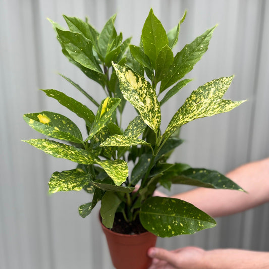 Aucuba japonica (Spotted Laurel) 1.5L