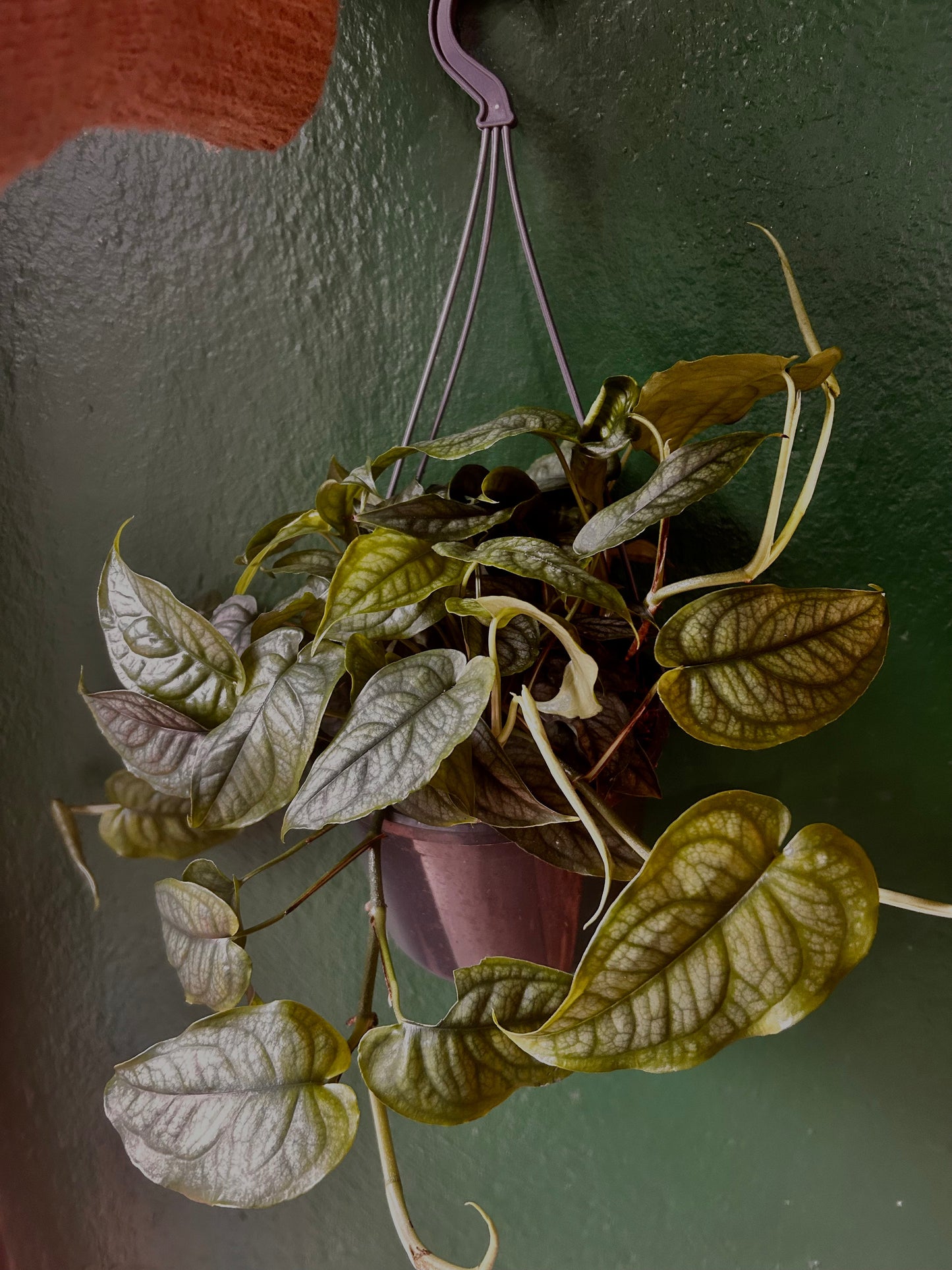 Monstera siltepecana (Silver Monstera)
