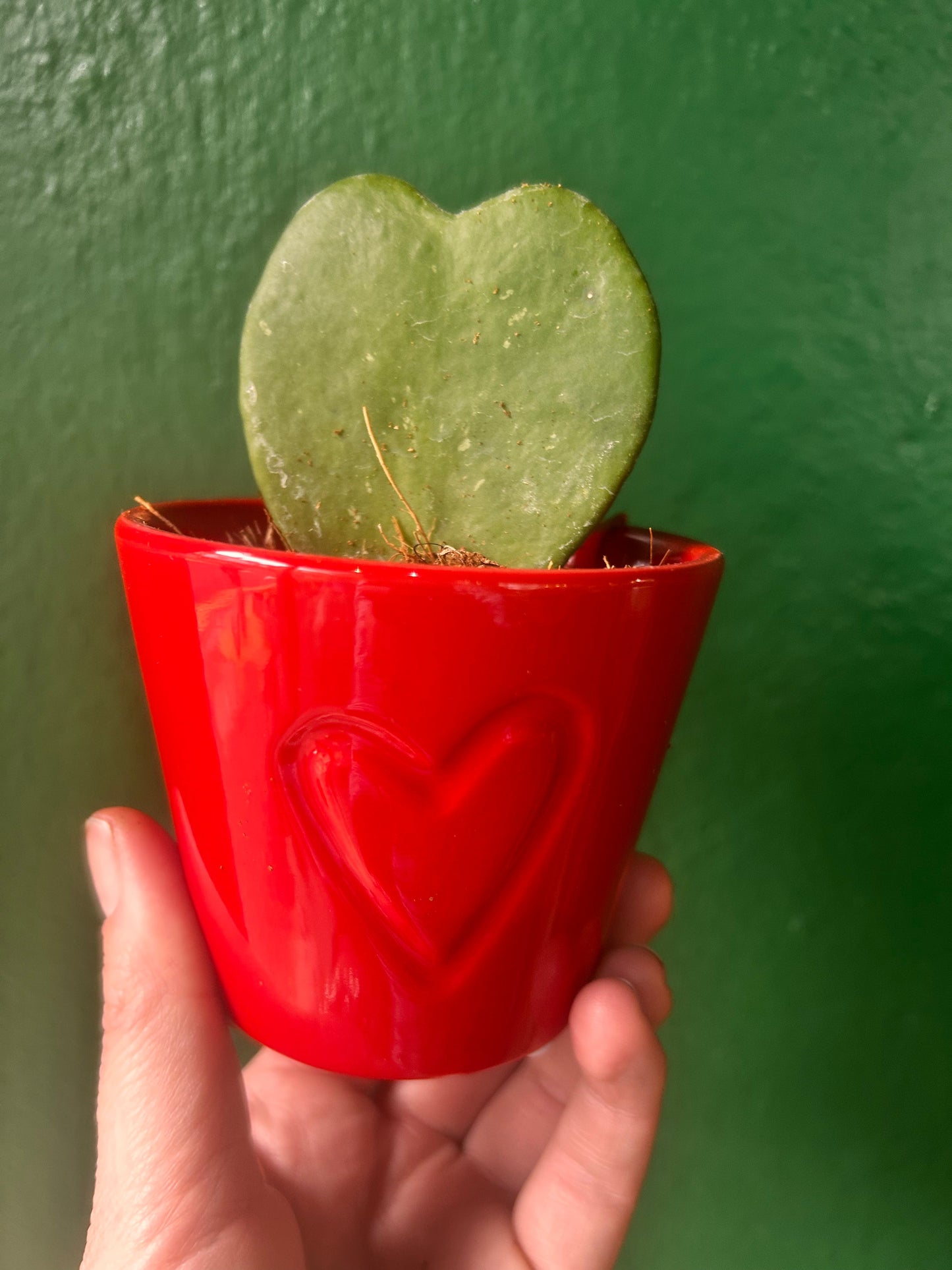 Hoya kerrii (Sweetheart plant)