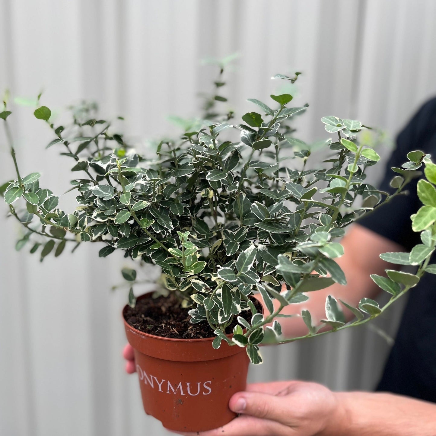 Euonymus fortunei 'Emerald Gaiety'