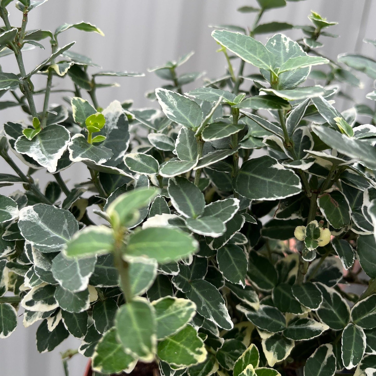 Euonymus fortunei 'Emerald Gaiety'