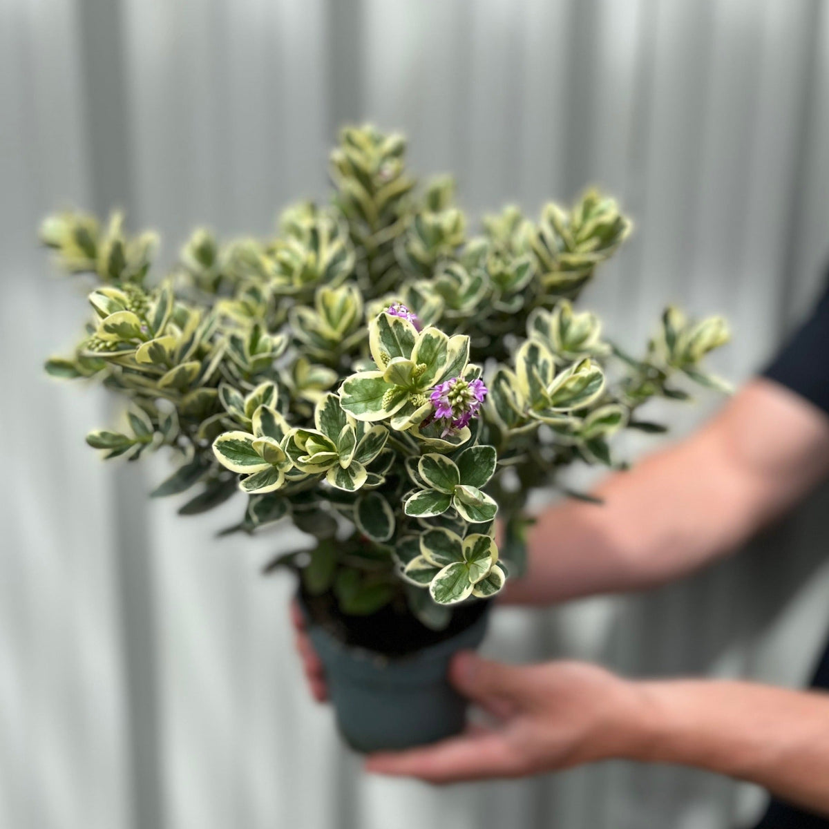 Variegated Hebe andersonii Katrina 1L/5L