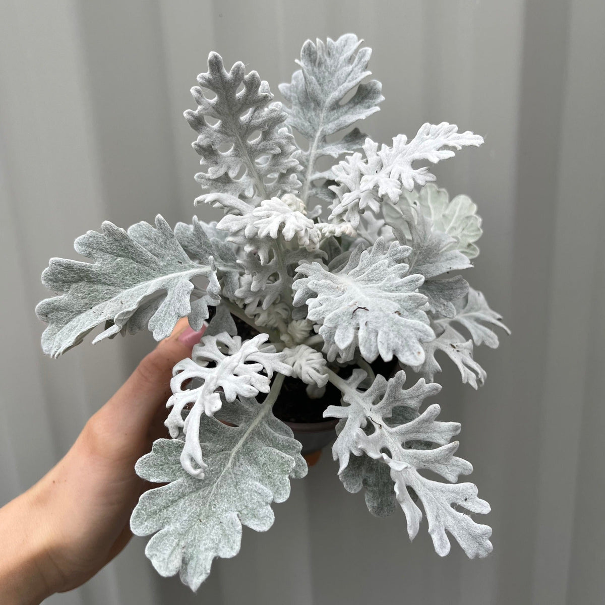 3 x Cineraria 'Silver Dust' (12cm Pots)