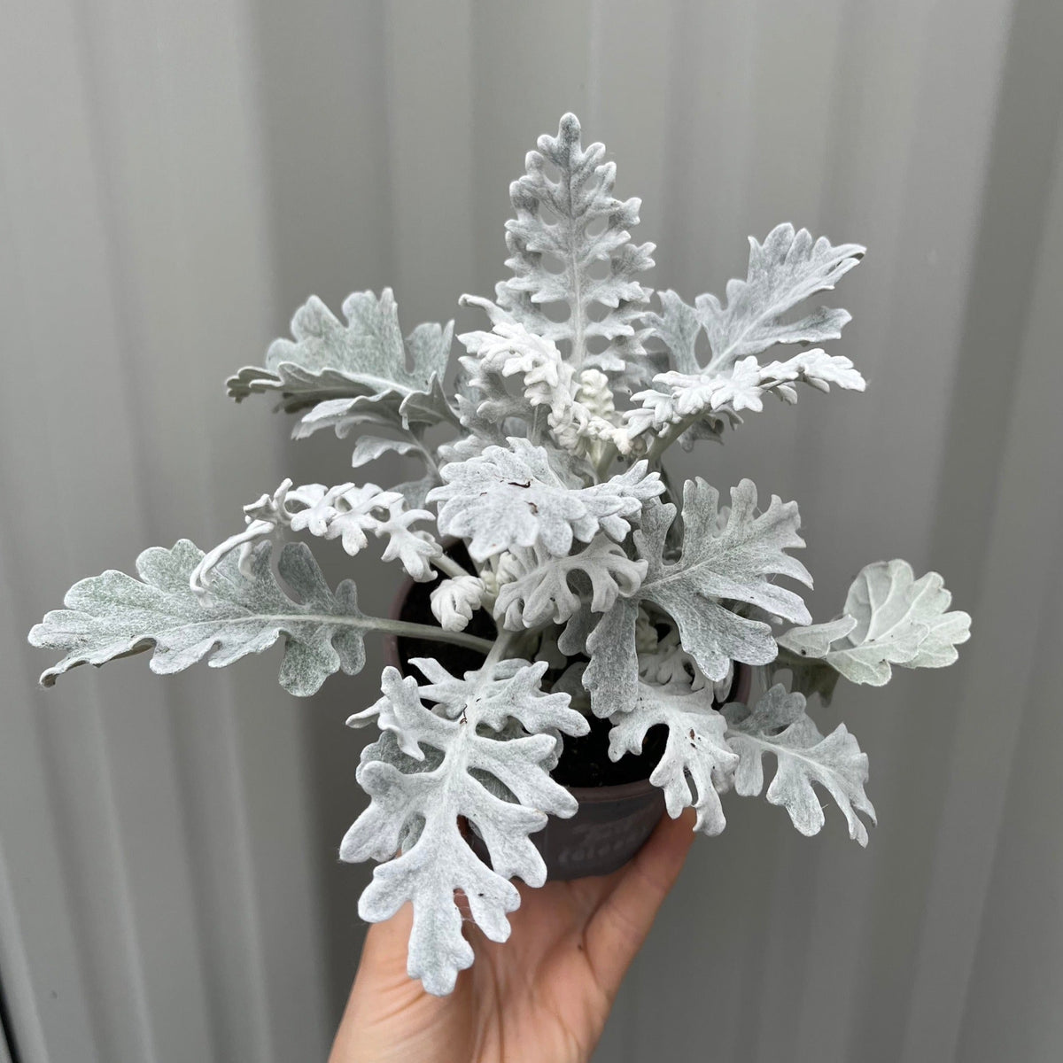 3 x Cineraria 'Silver Dust' (12cm Pots)
