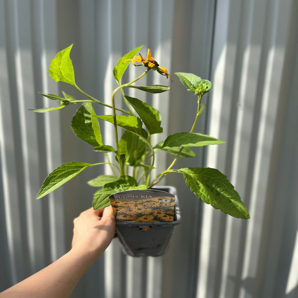 Rudbeckia fulgida Goldstrum 9cm-2L
