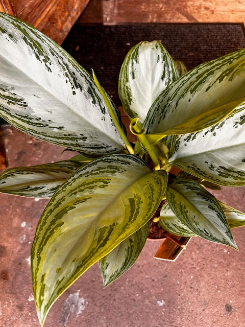 Aglaonema 'Silver Bay' (Chinese Evergreen)