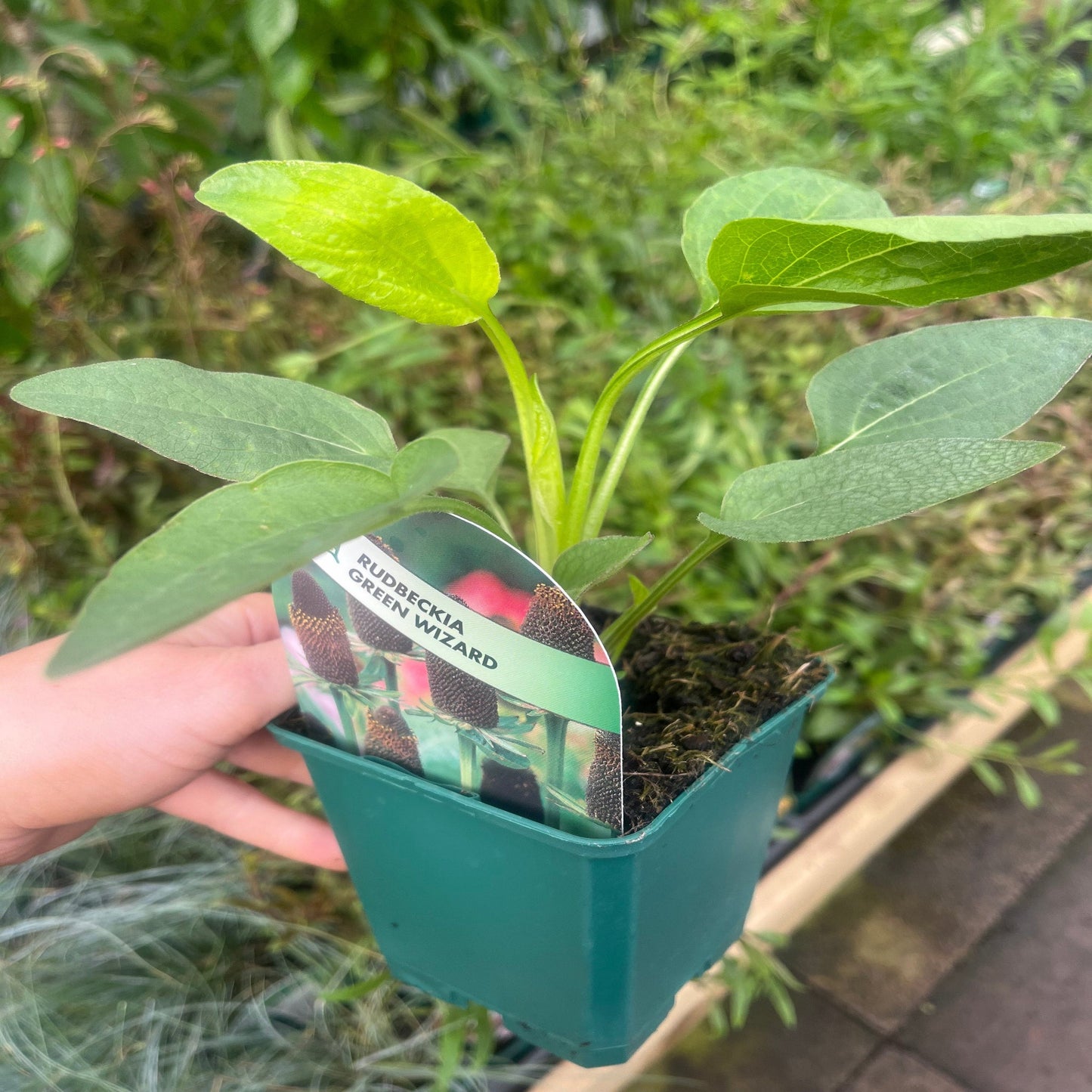 Rudbeckia Green Wizard (9cm)