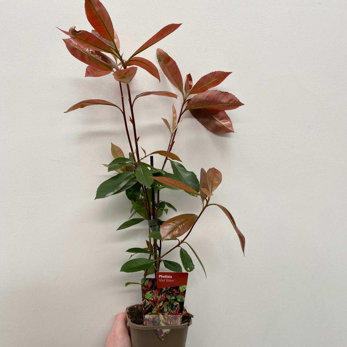 Photinia Red Robin 1L