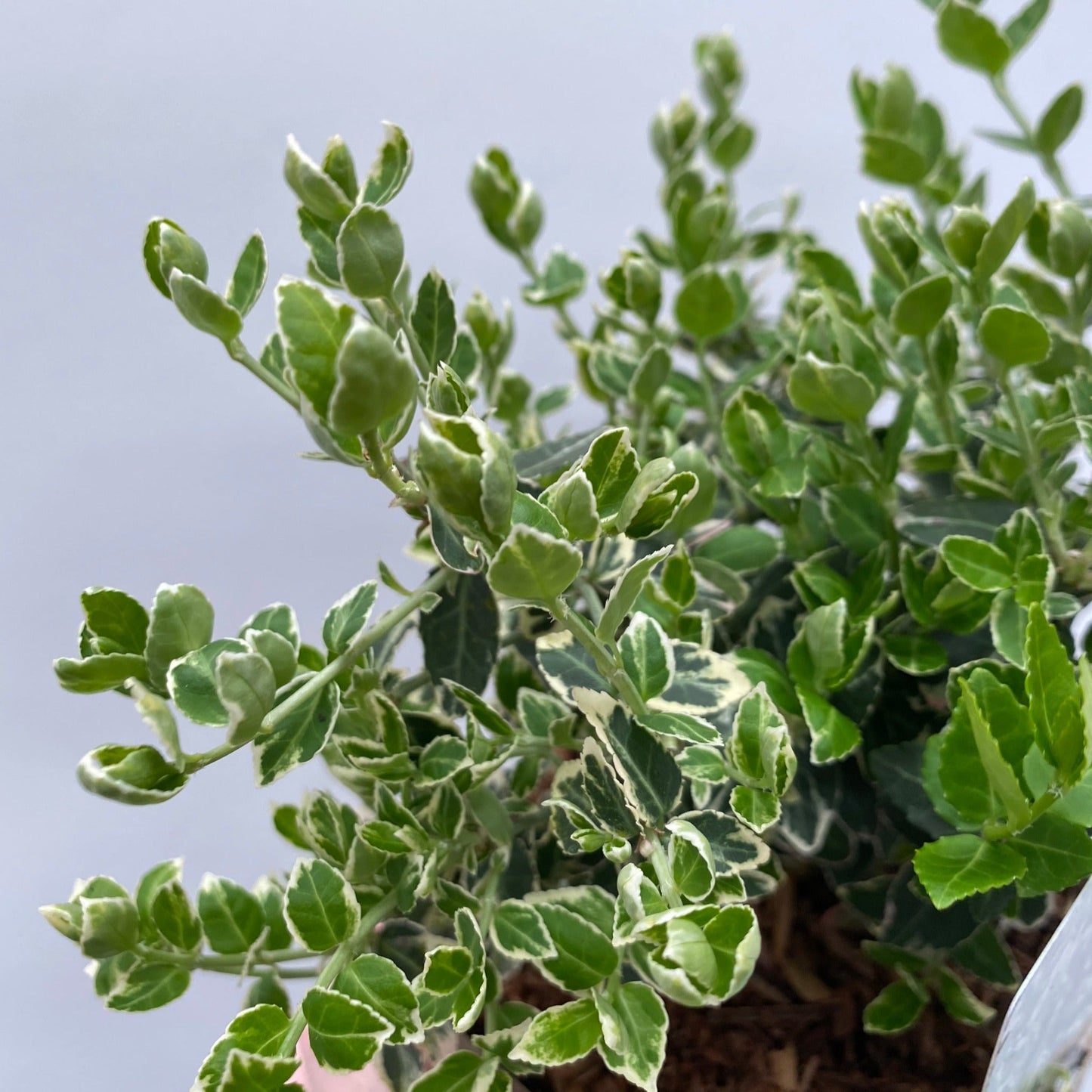 Euonymus fortunei 'Emerald Gaiety'