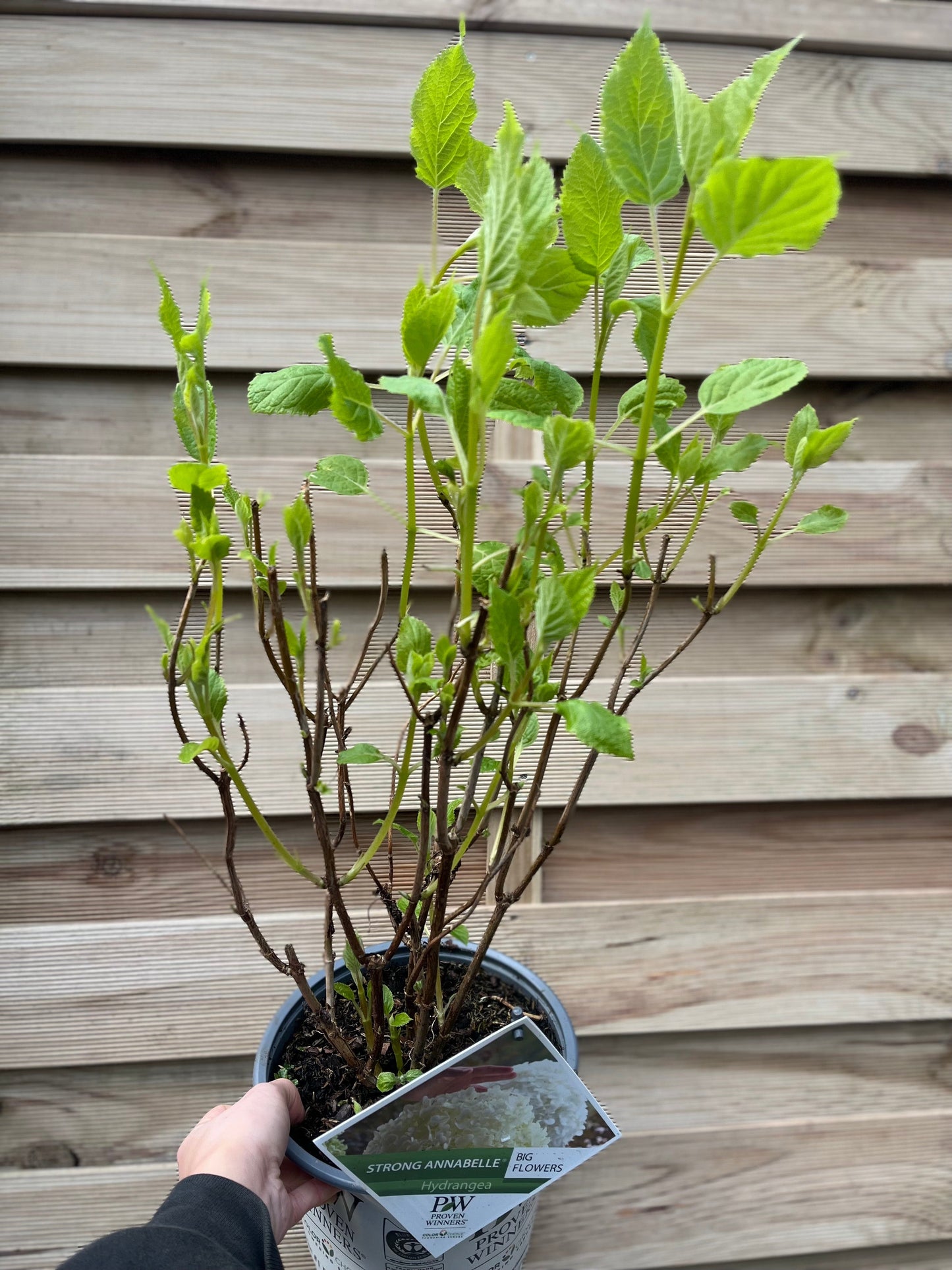 Hydrangea arborescens 'Incrediball' / 'Strong Annabelle' 3L / 5L / 7.5L / 10L / 20L / 30L