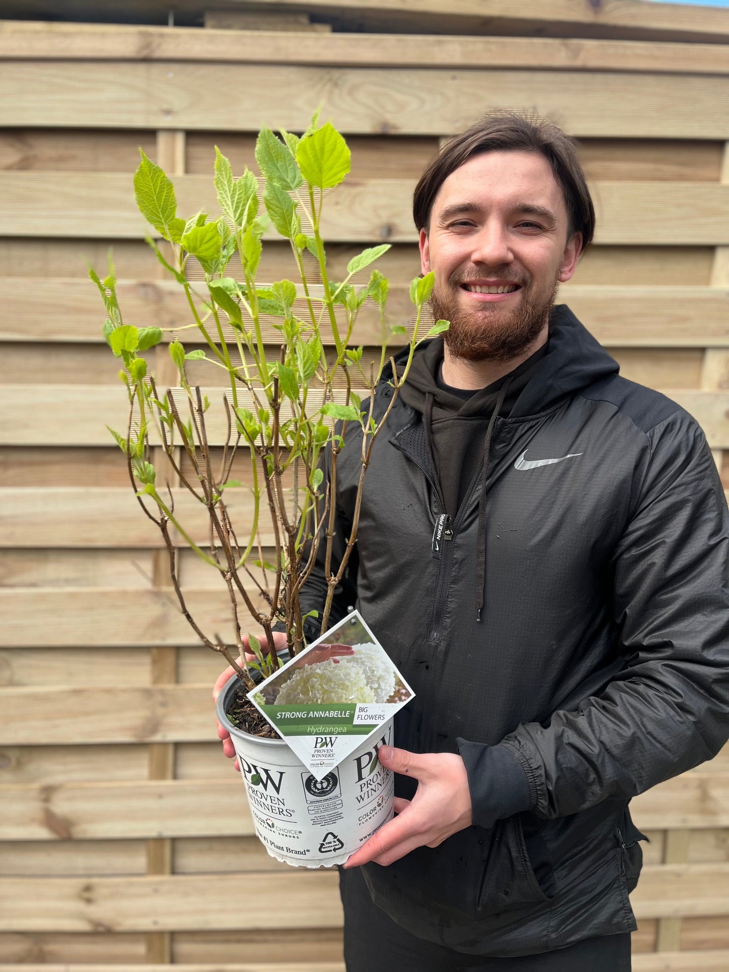 Hydrangea arborescens 'Incrediball' / 'Strong Annabelle' 3L / 5L / 7.5L / 10L / 20L / 30L